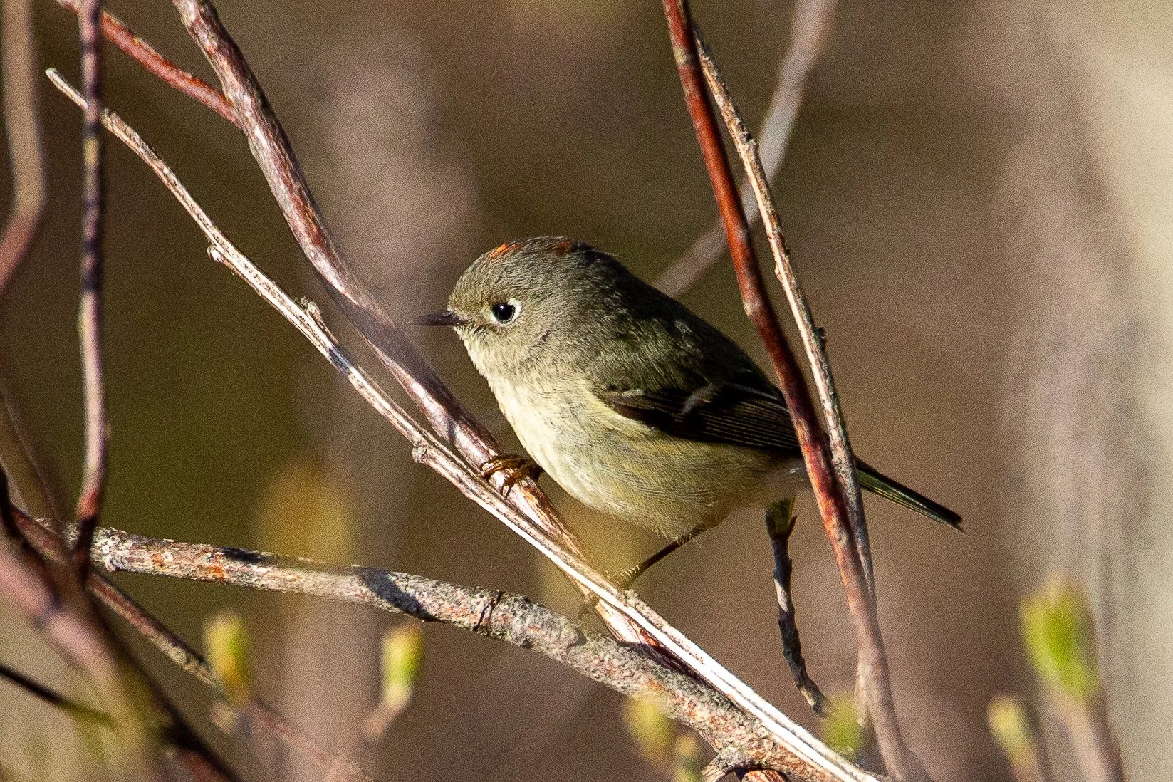 Ruby-crowned Kinglet