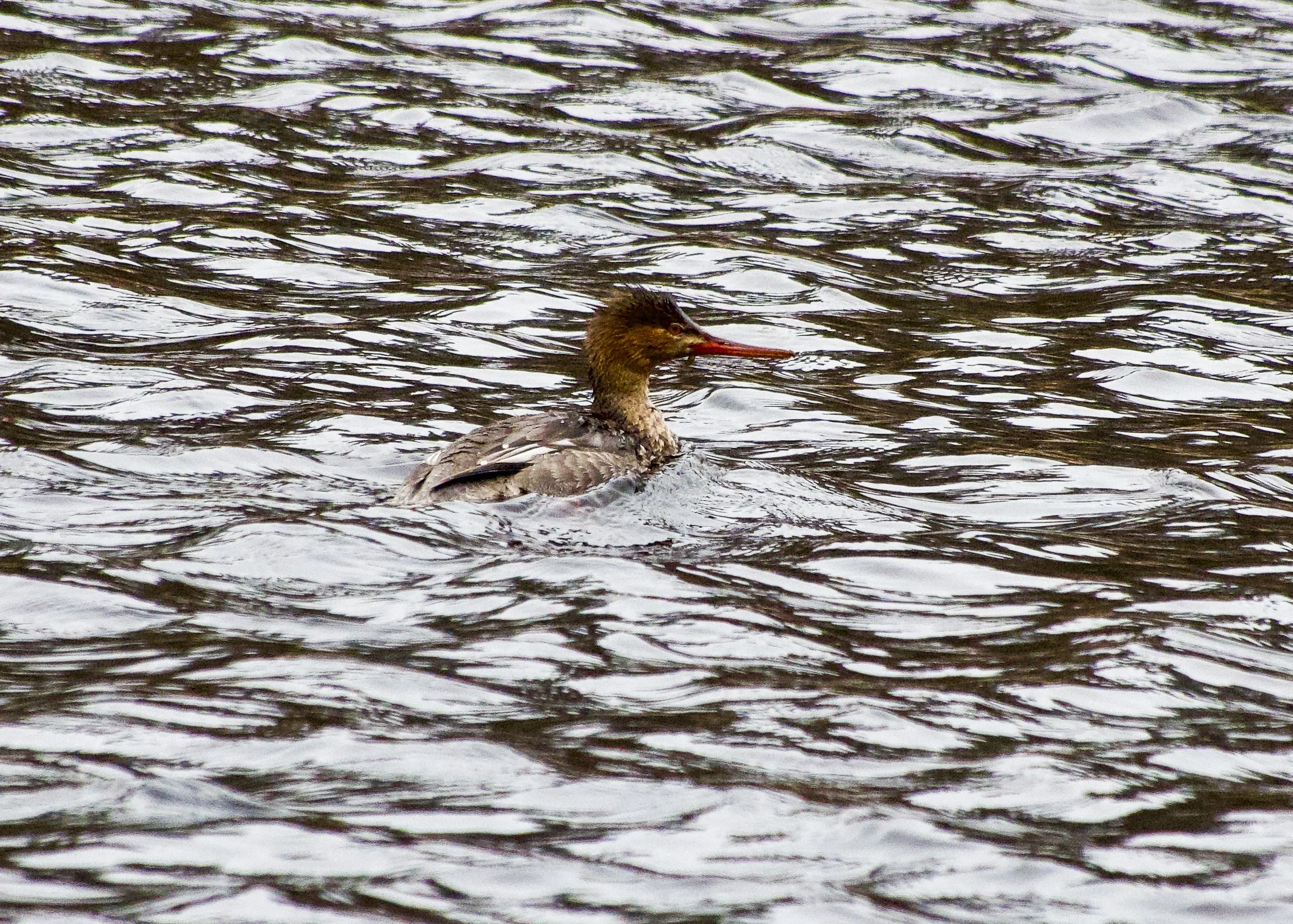 Red-breasted Merganser