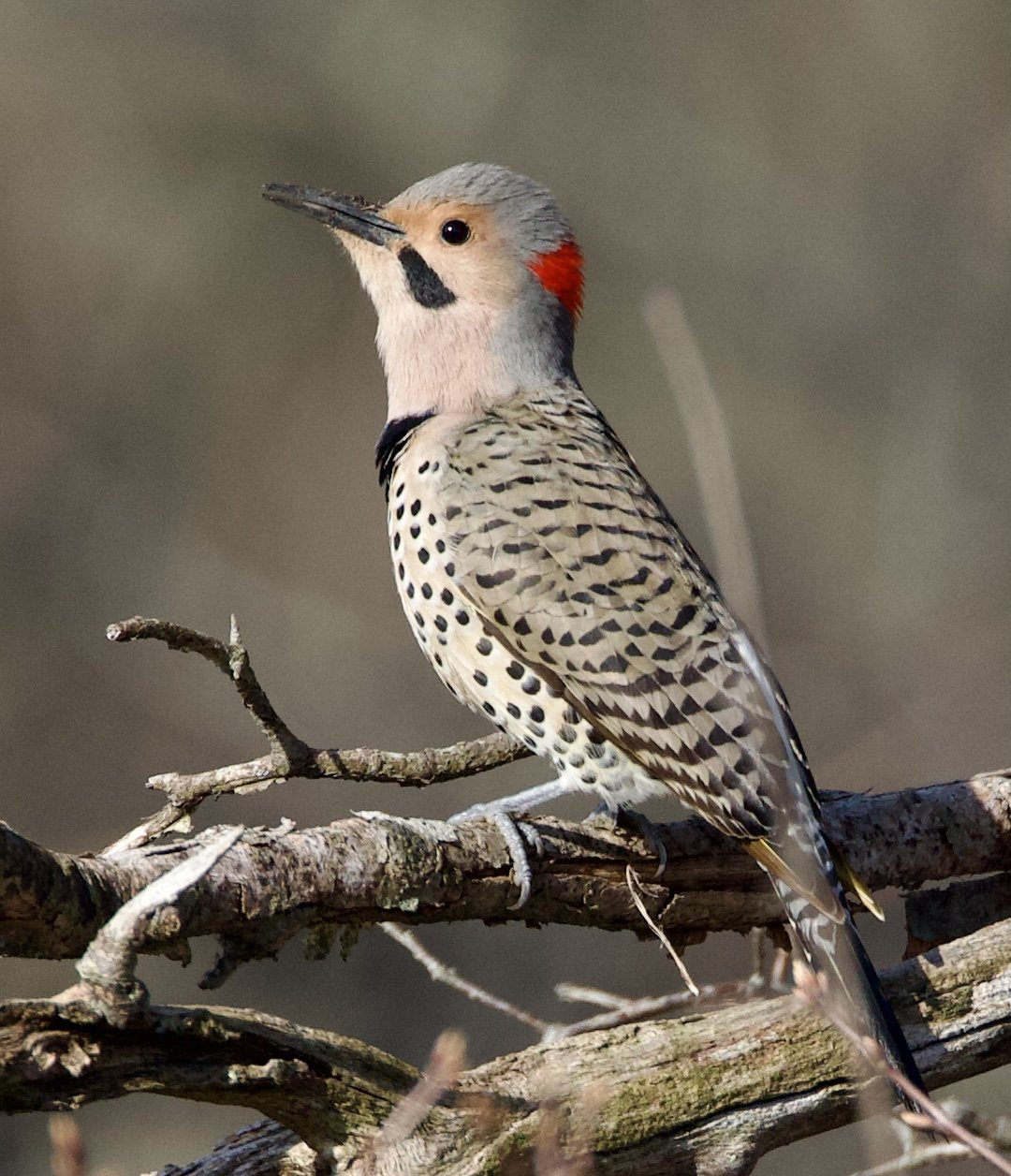 Northern Flicker (male)
