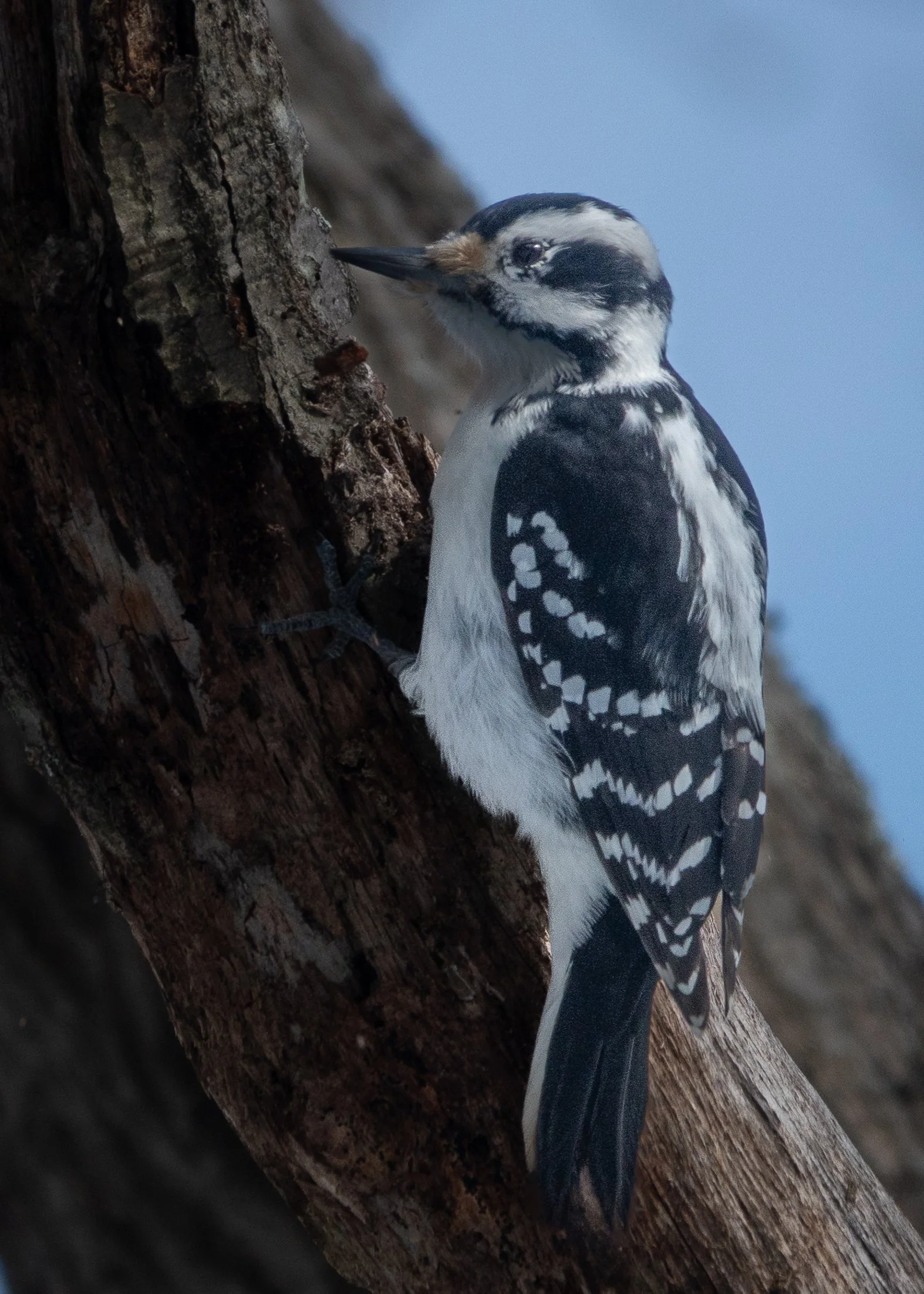 Hairy Woodpecker