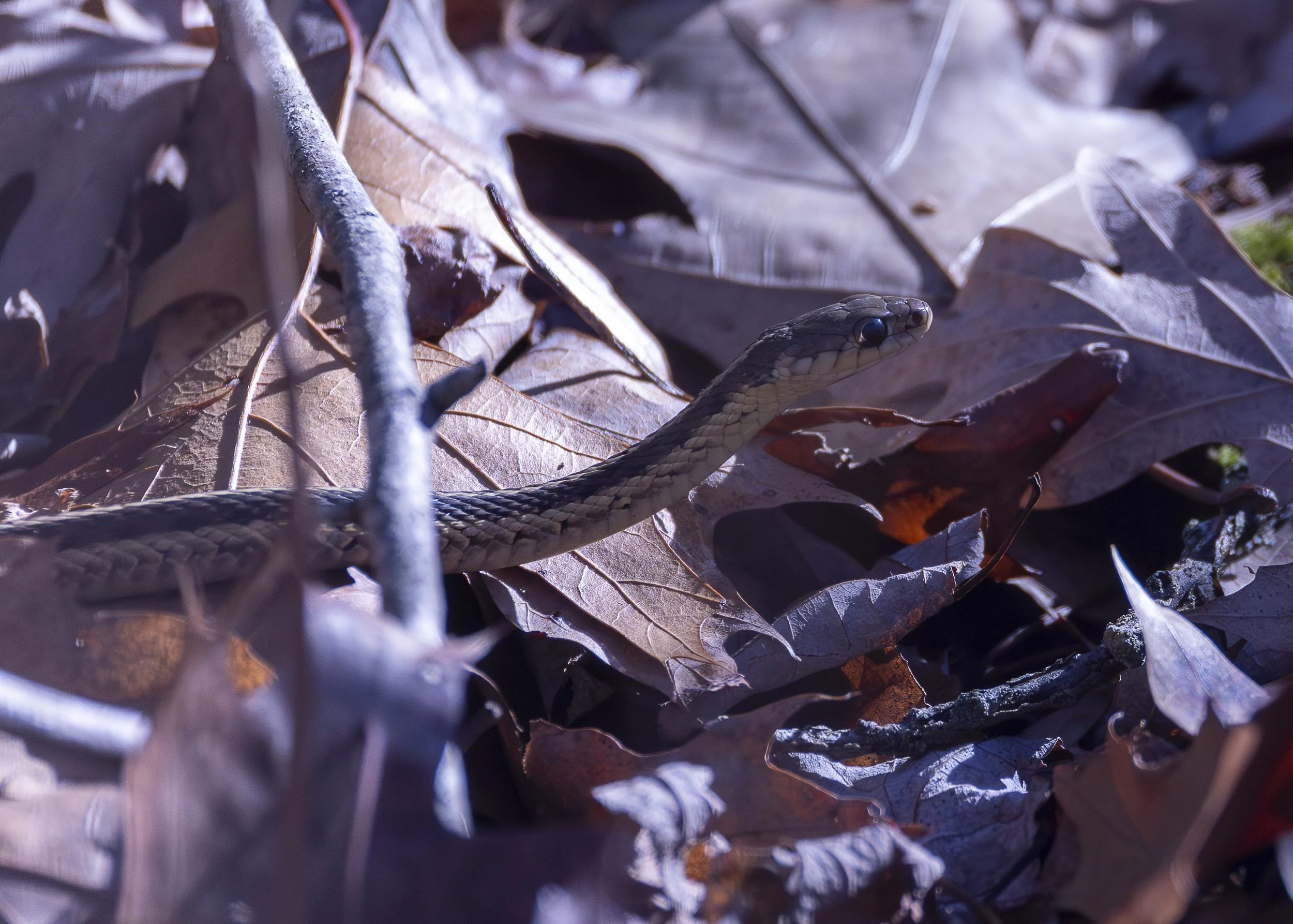 Gartersnake