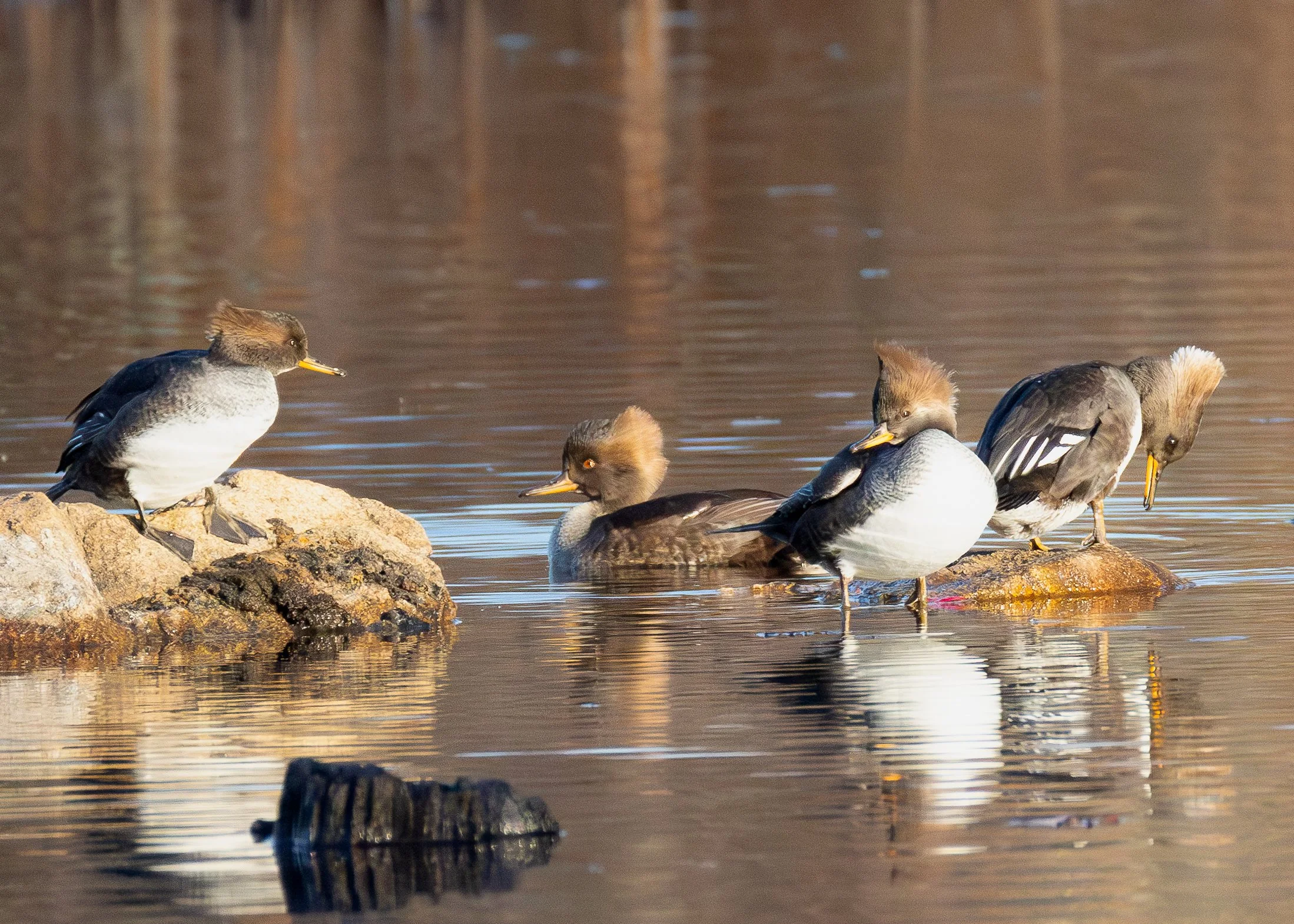 Hooded Merganser (female)