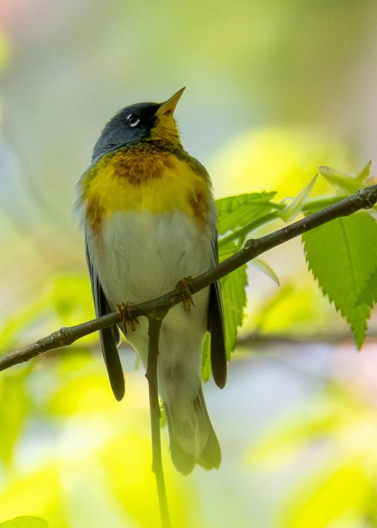 Northern Parula