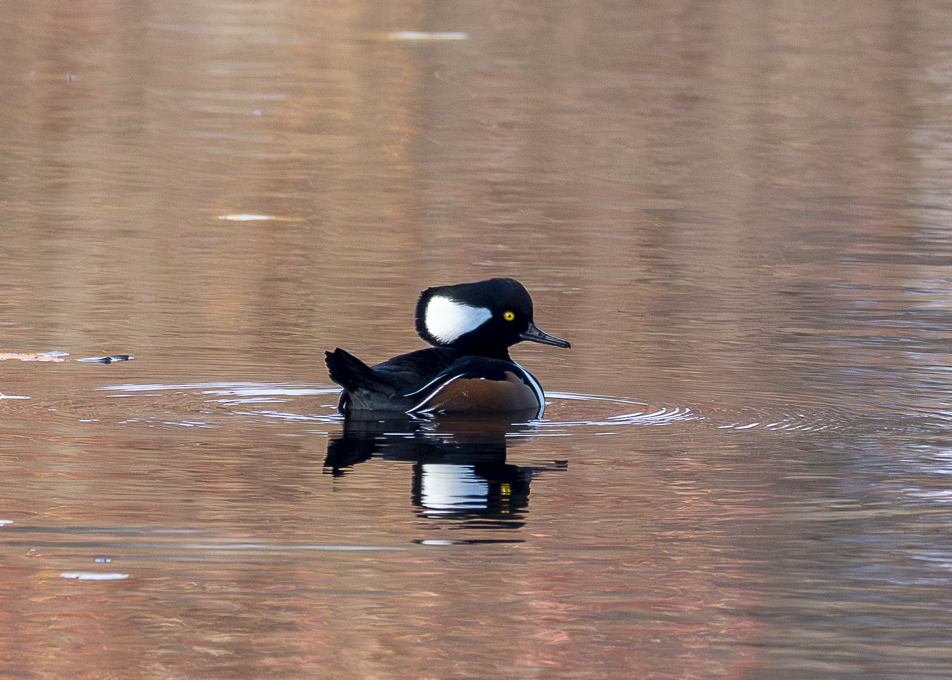 Hooded Merganser (male)
