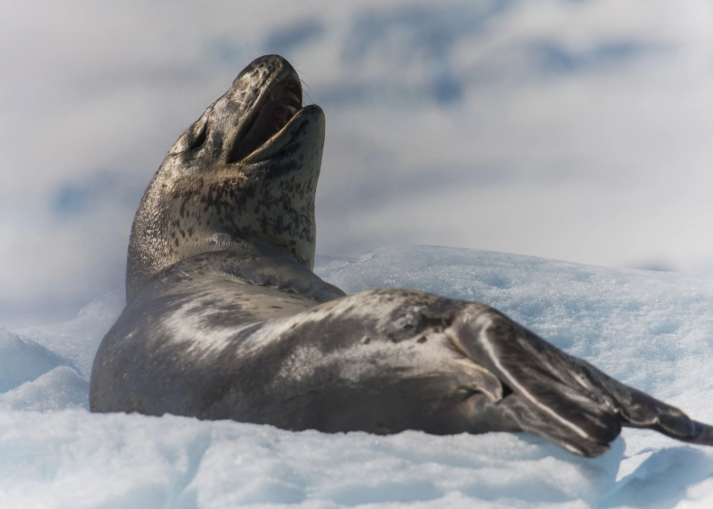 Leopard Seal
