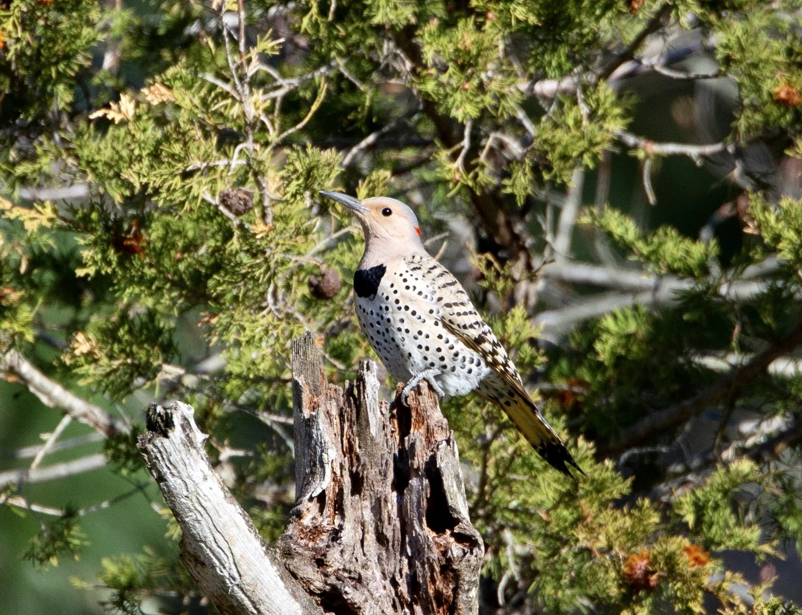 Northern Flicker (female)