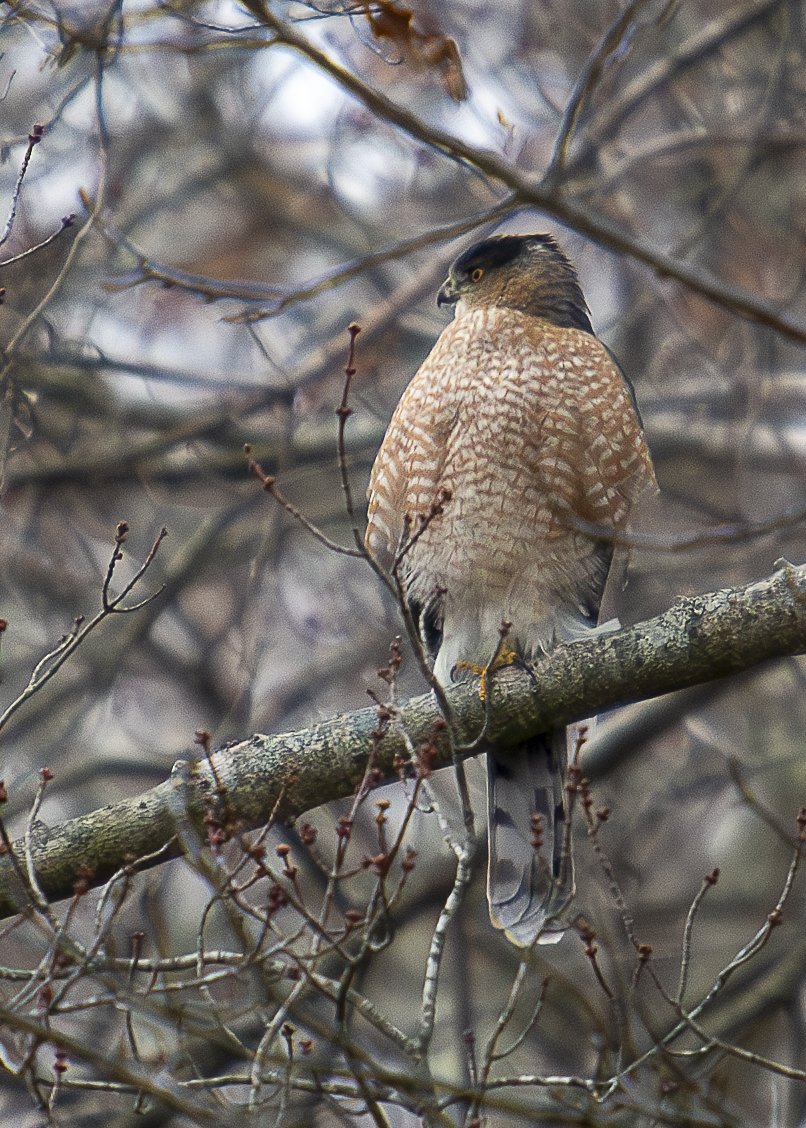 Cooper's Hawk