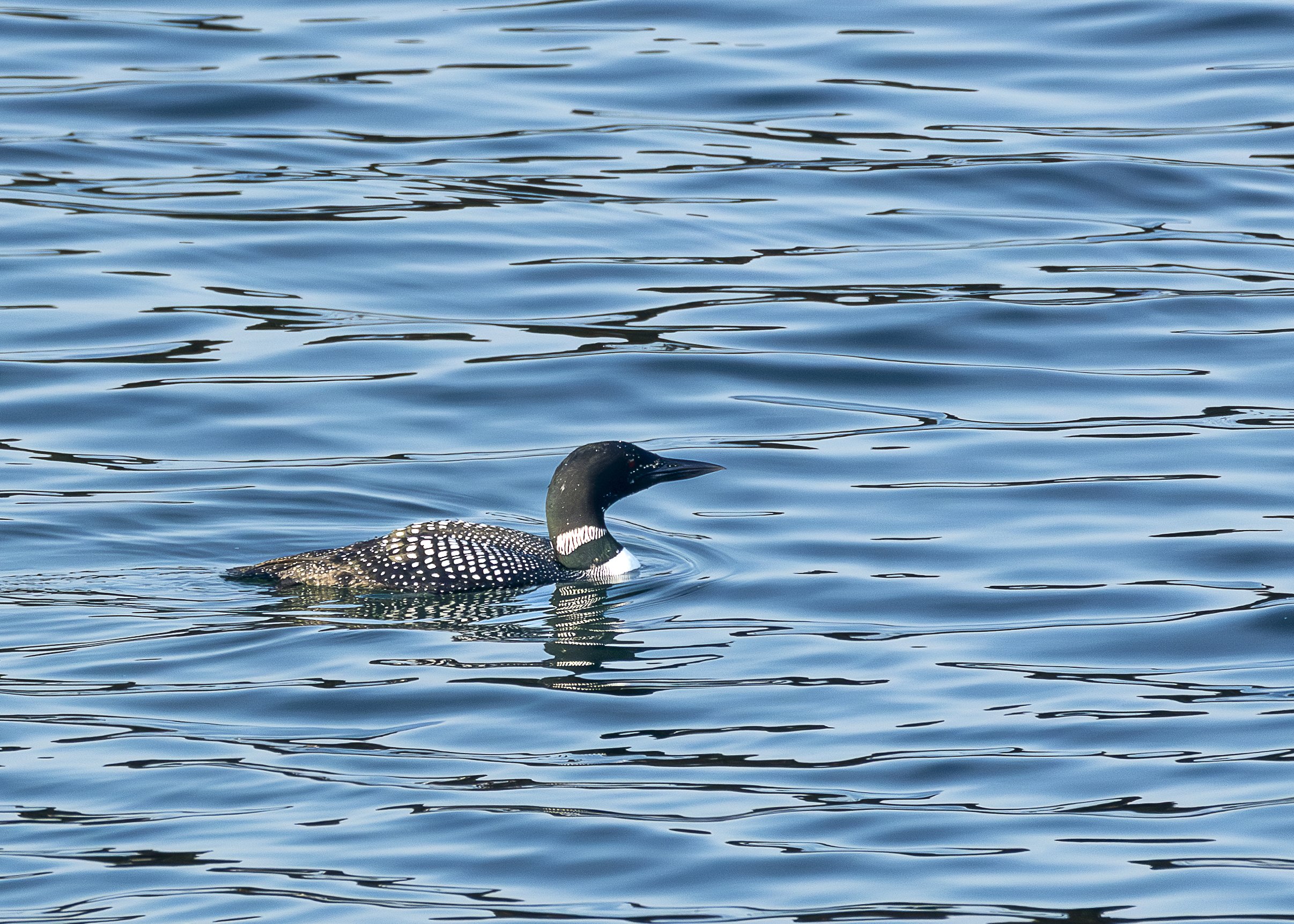Common Loon