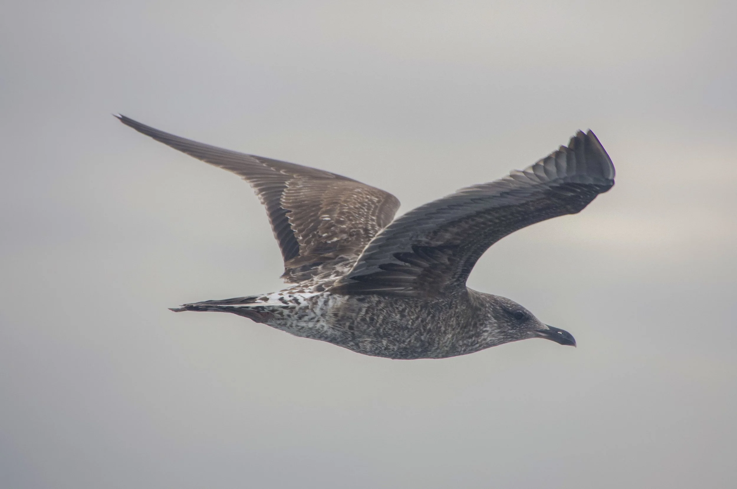 Great Skua
