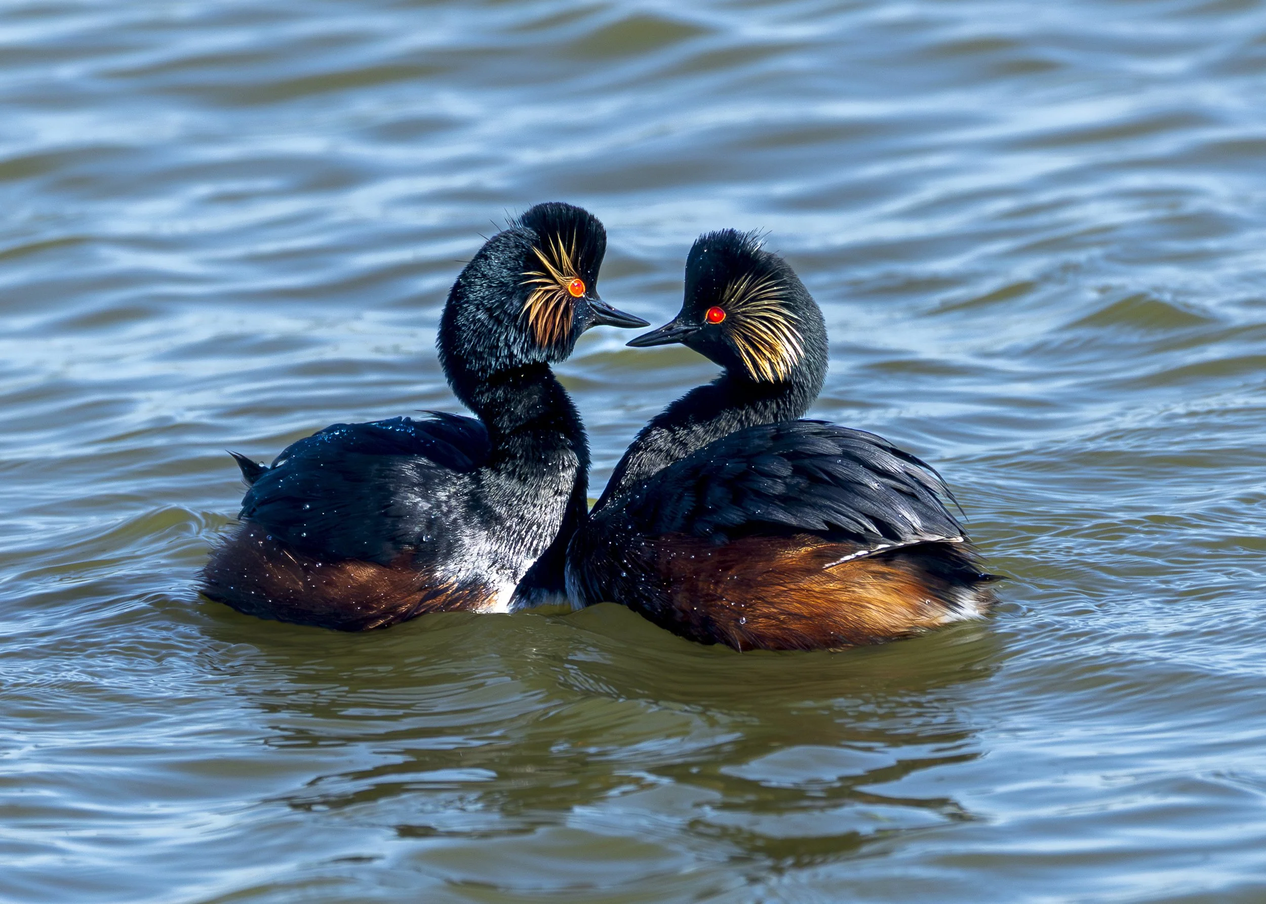 Eared Grebe
