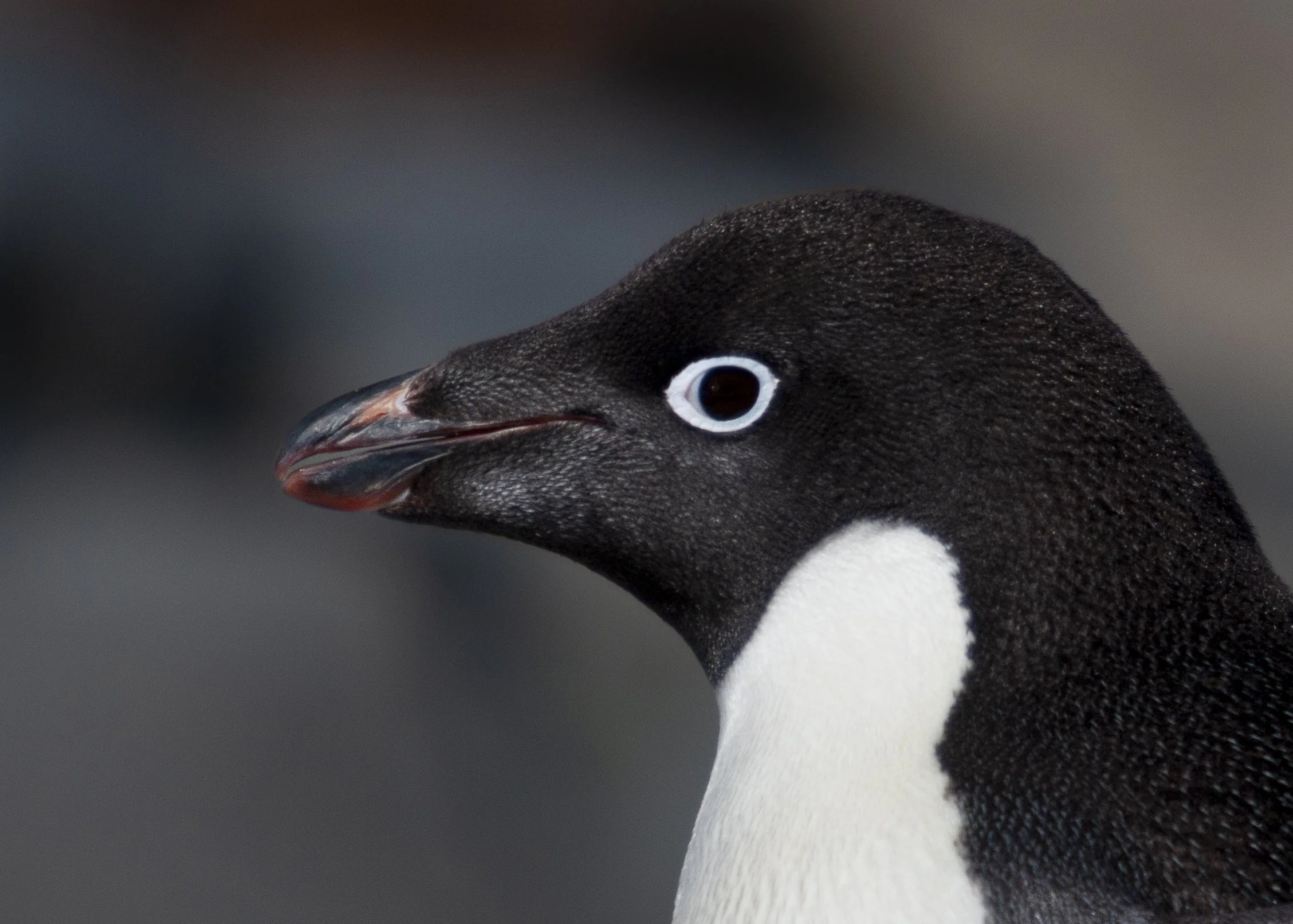 Adele Penguin