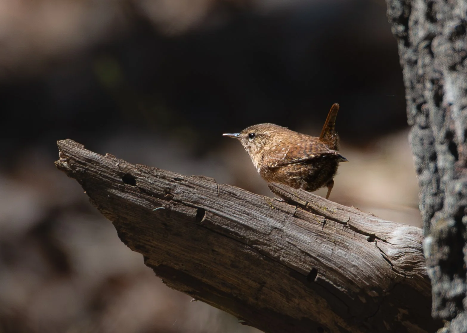 Winter Wren