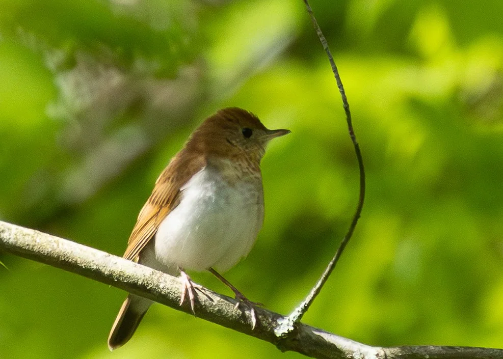 Veery
