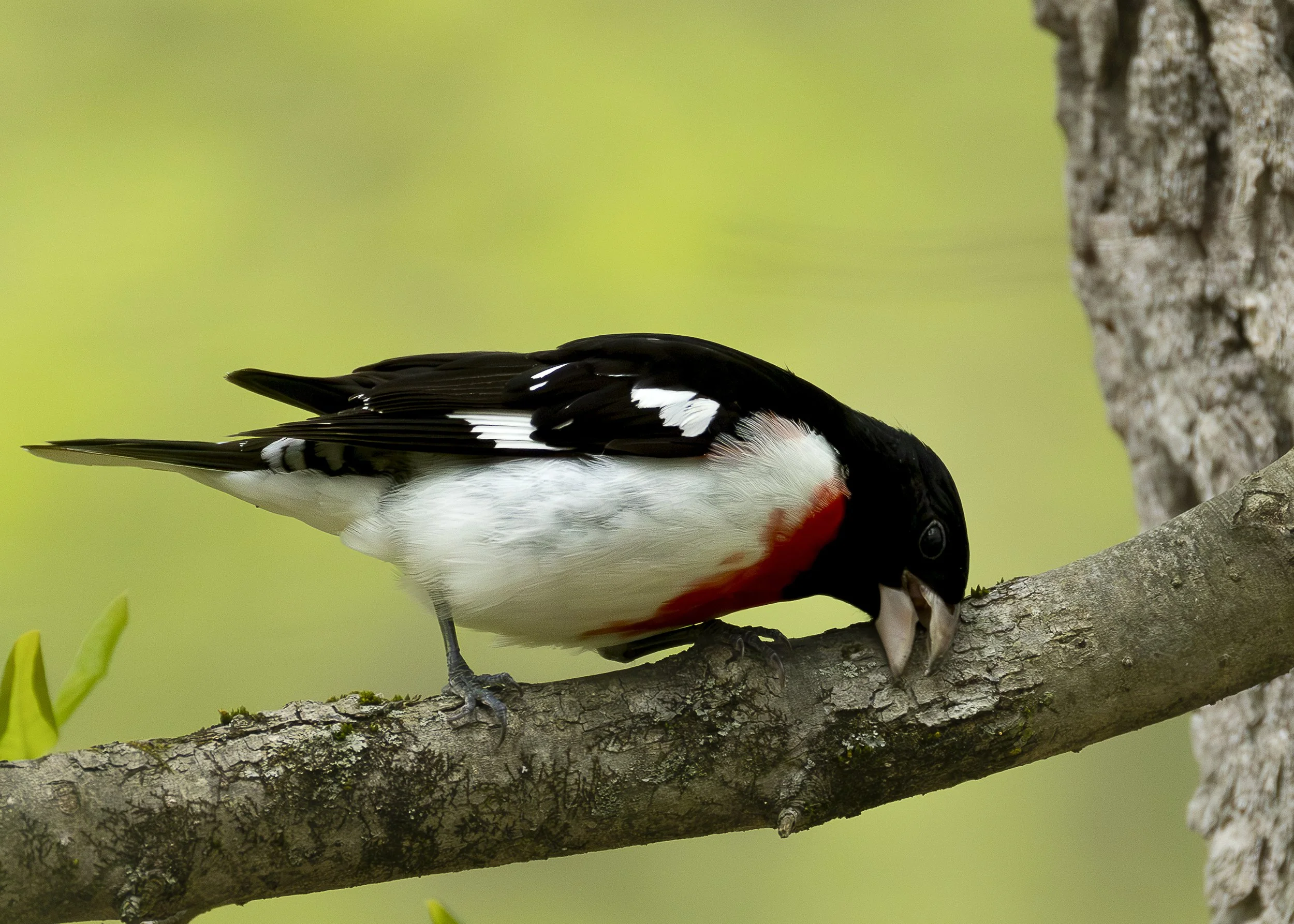 Rose-breasted Grossbeak