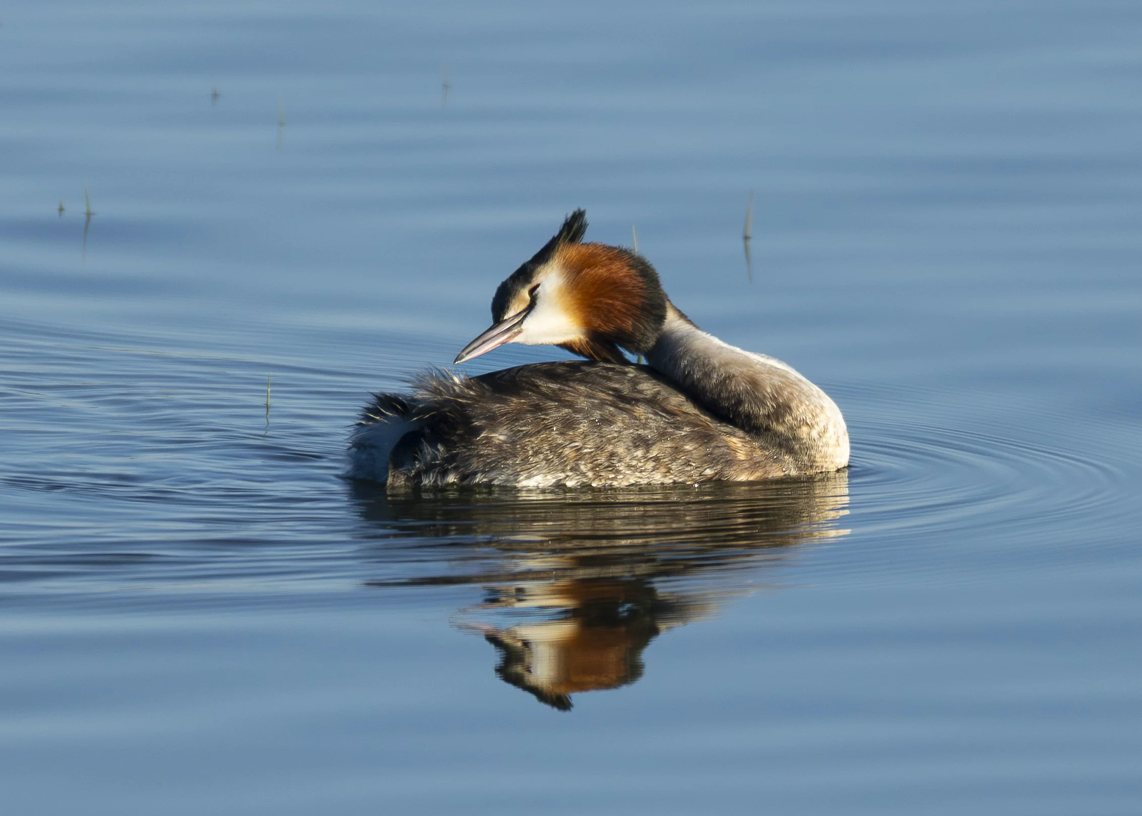 Great Crested Grebe