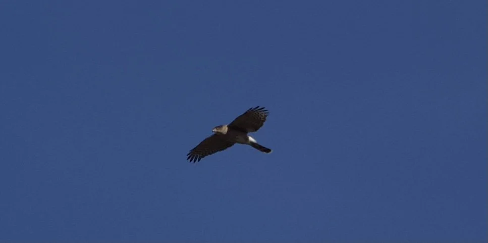 Coopers Hawk