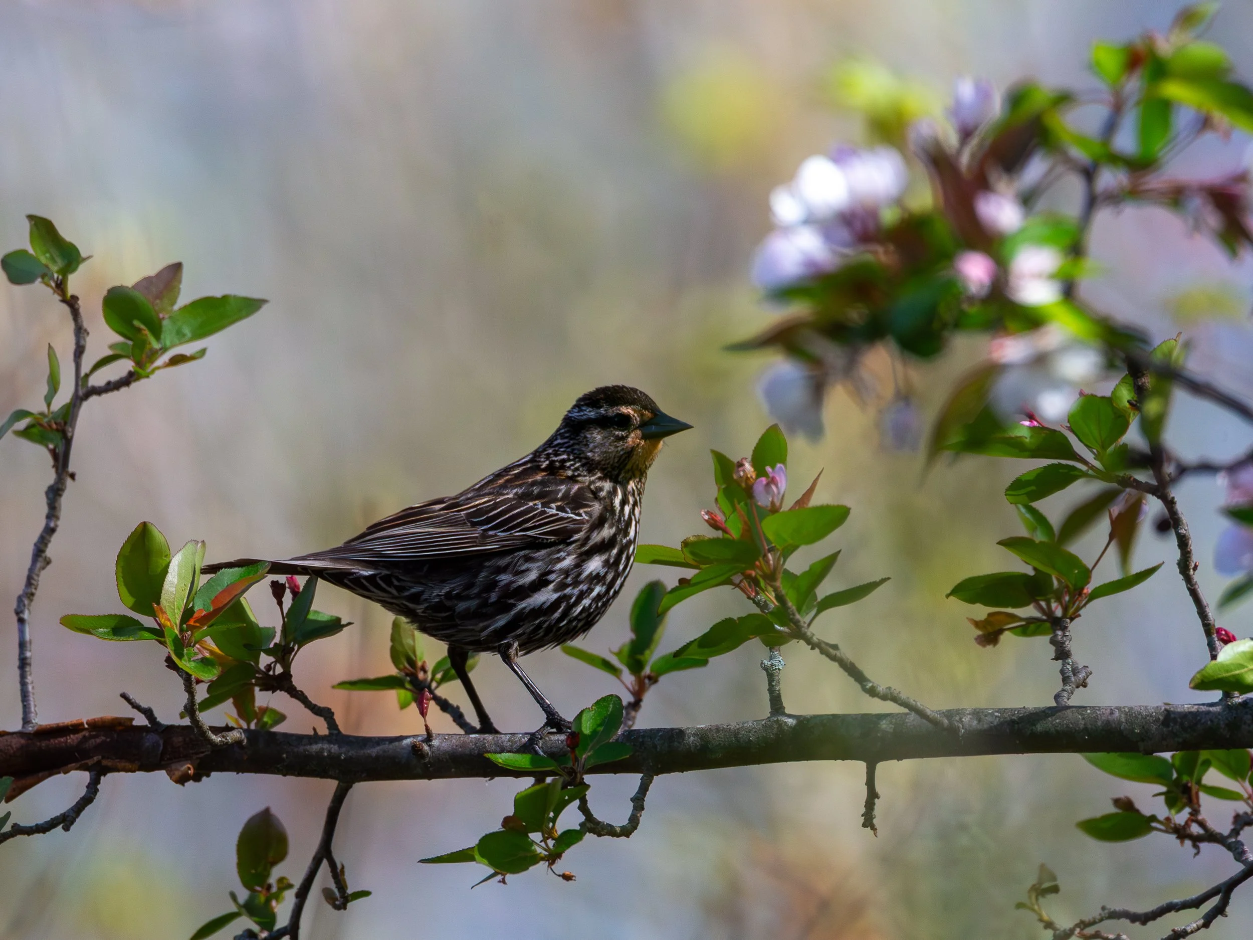 Red-winged Blackbird (female)