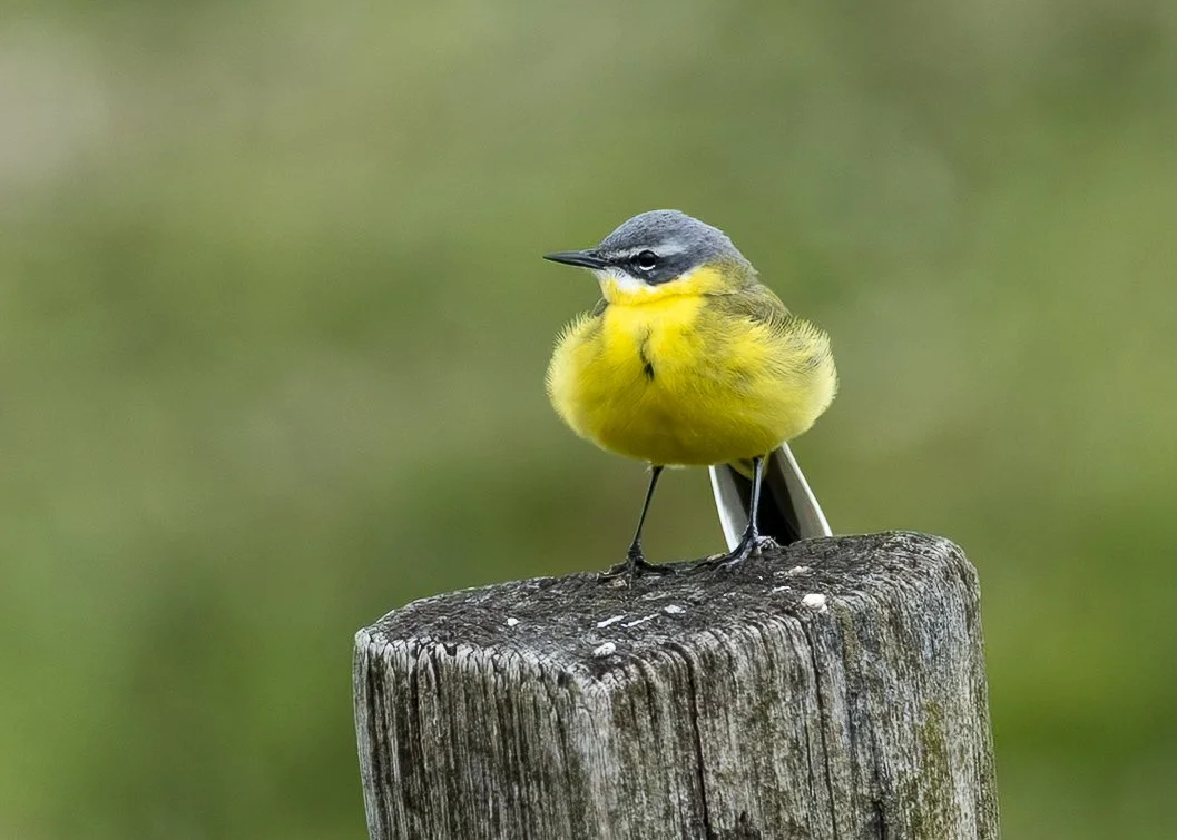 Western Yellow Wagtail