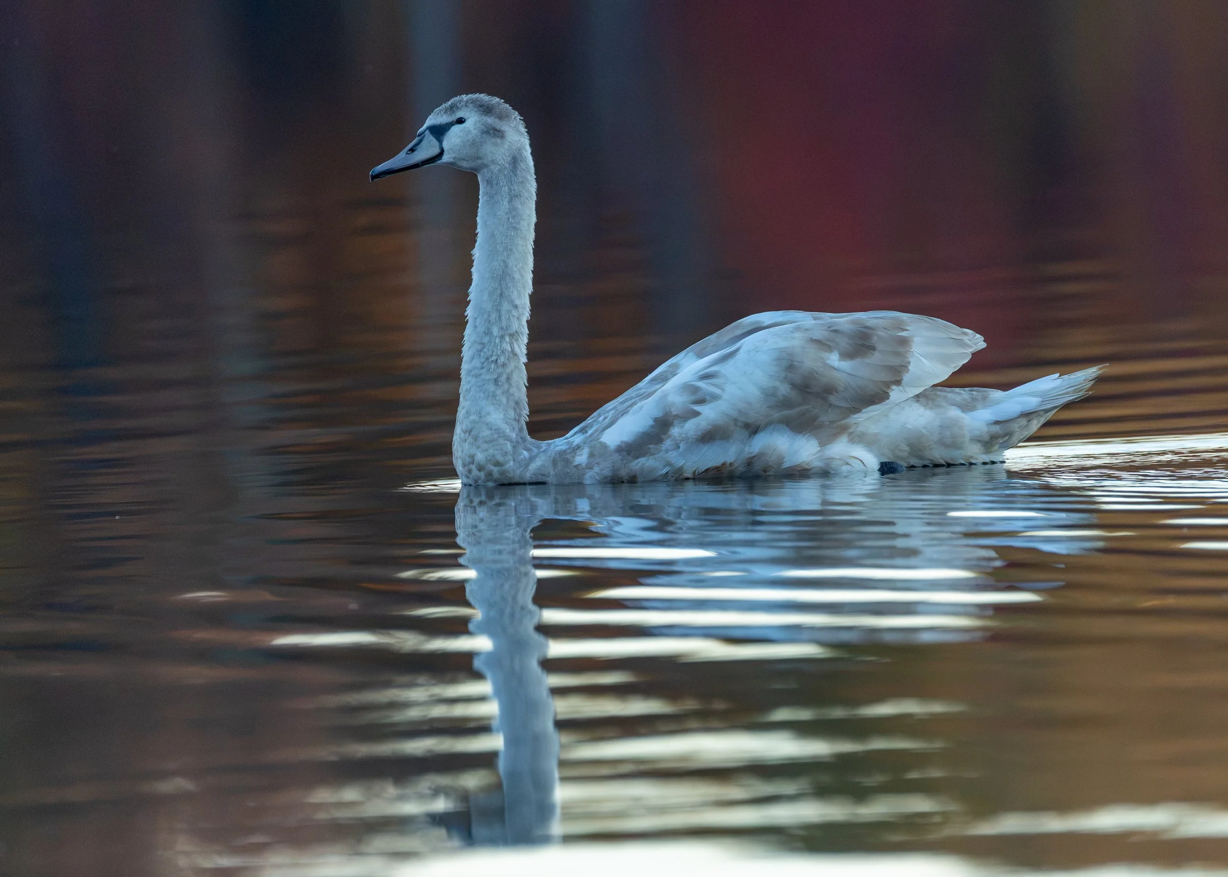 Mute Swan
