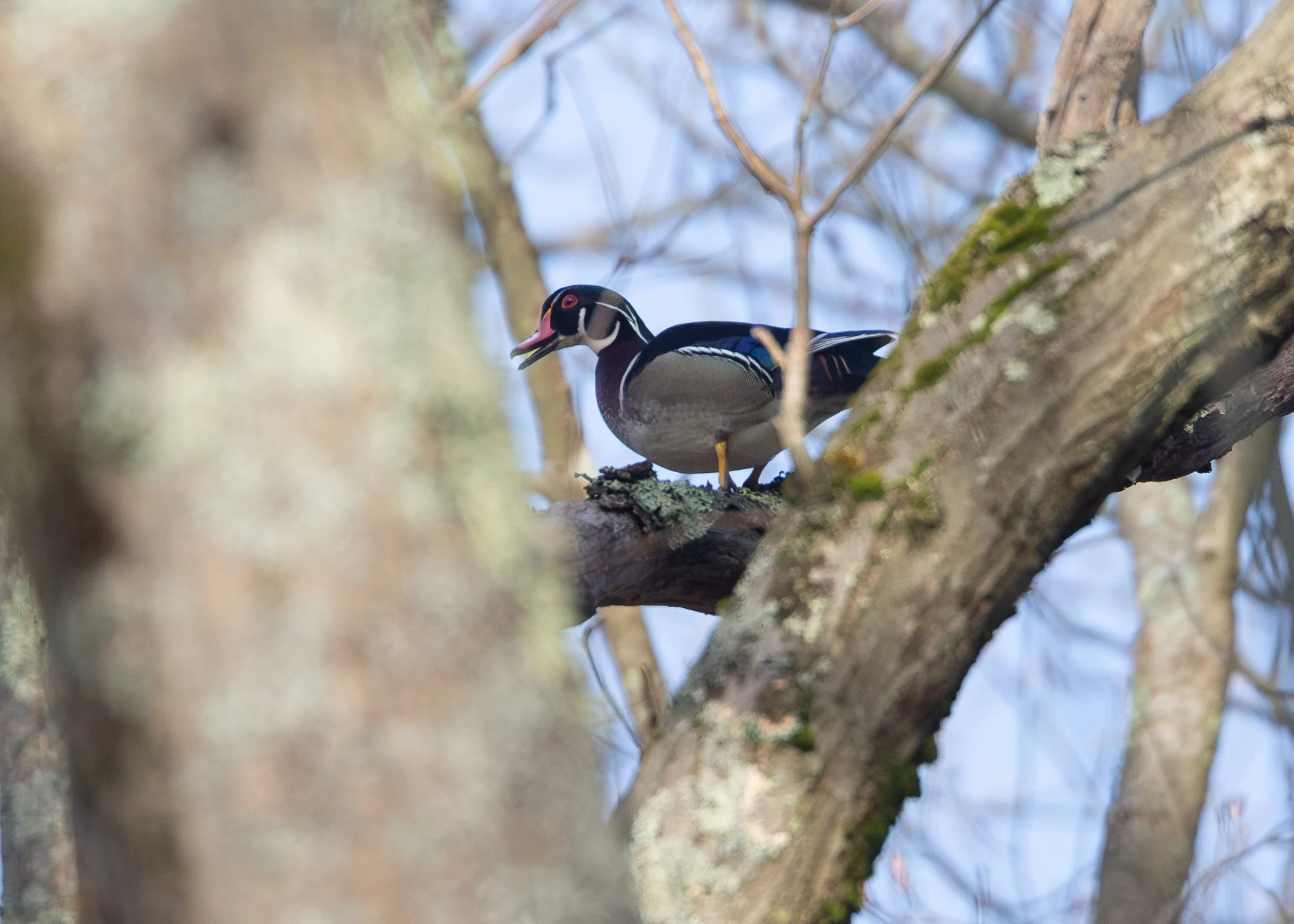 Wood Duck (male)