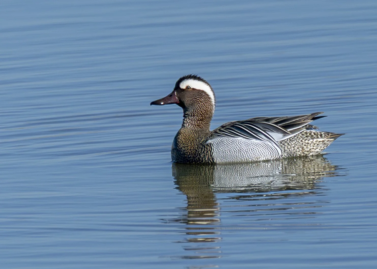 Garganey