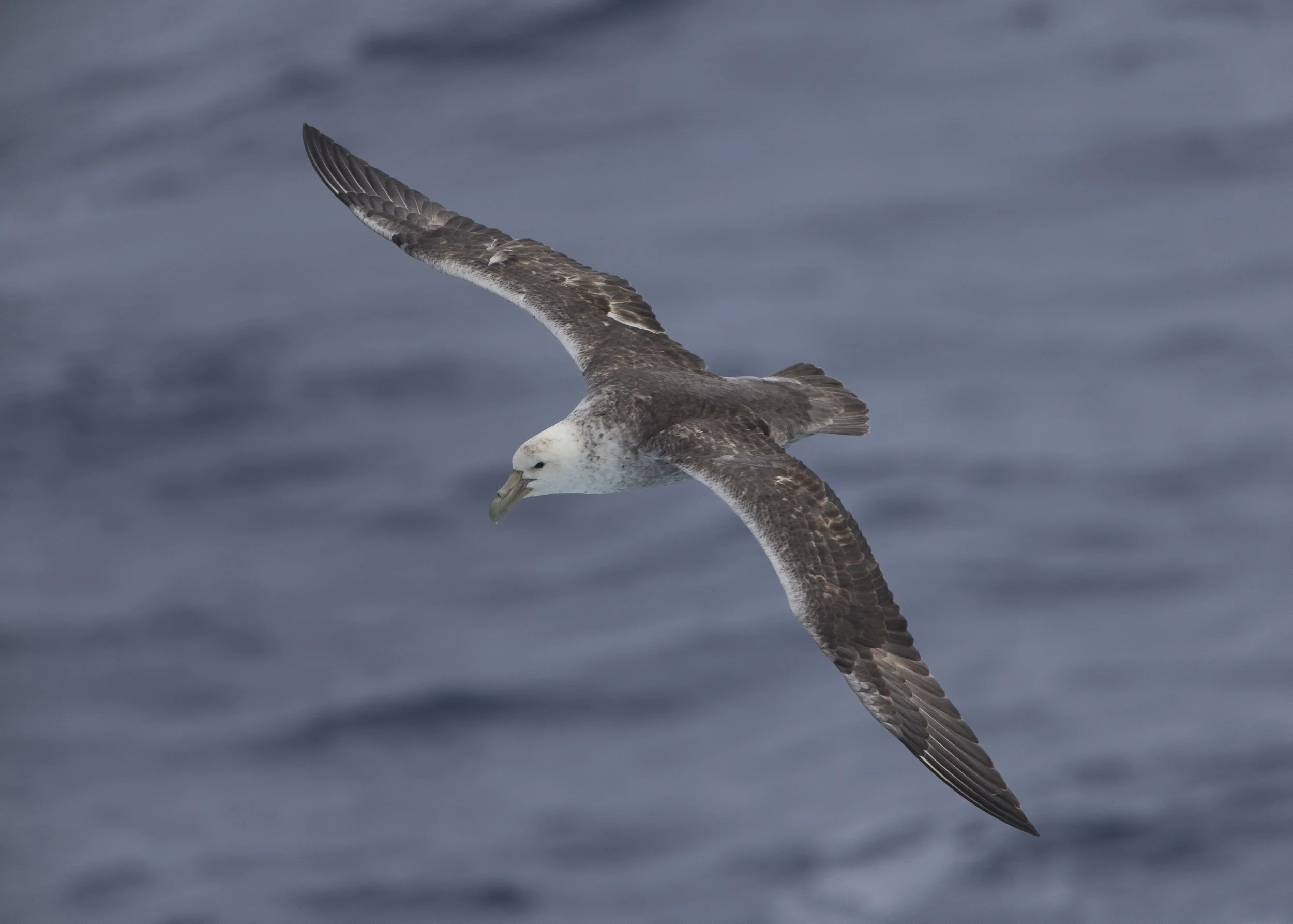 Southern Giant Petrel