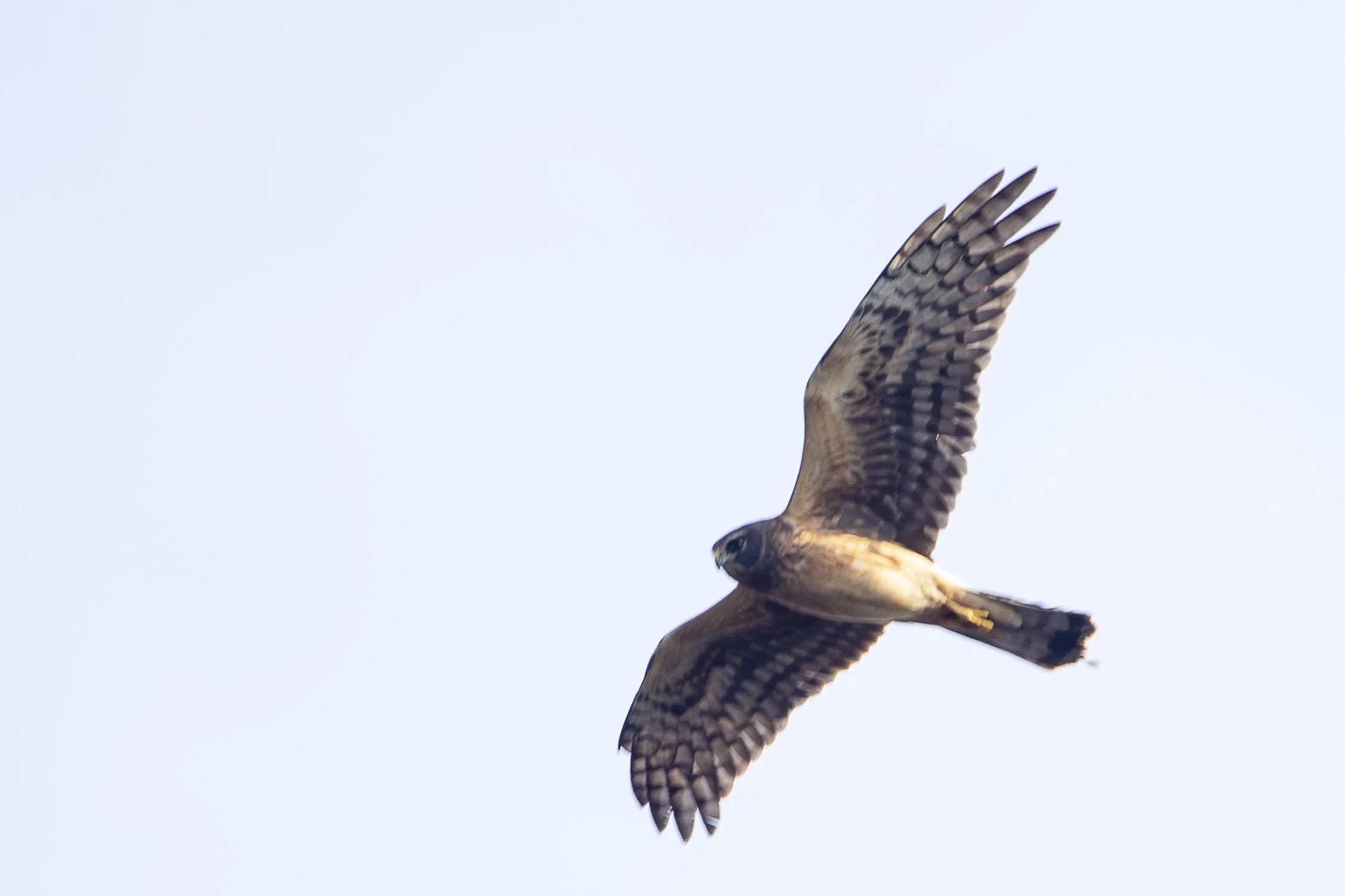 Northern Harrier