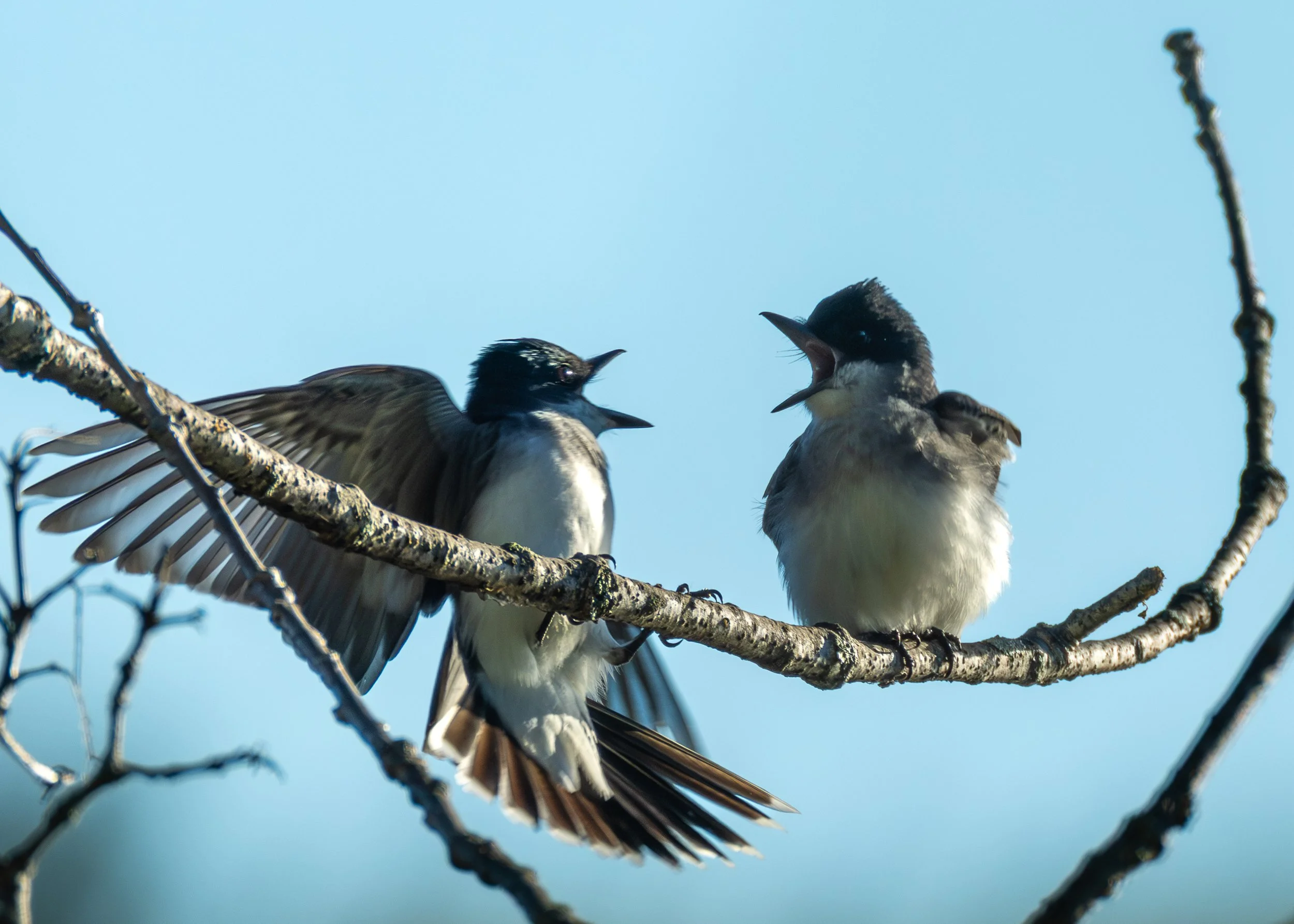 Eastern Kingbird