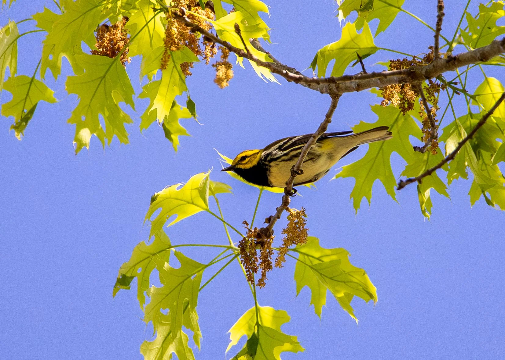 Black-throated Green Warbler