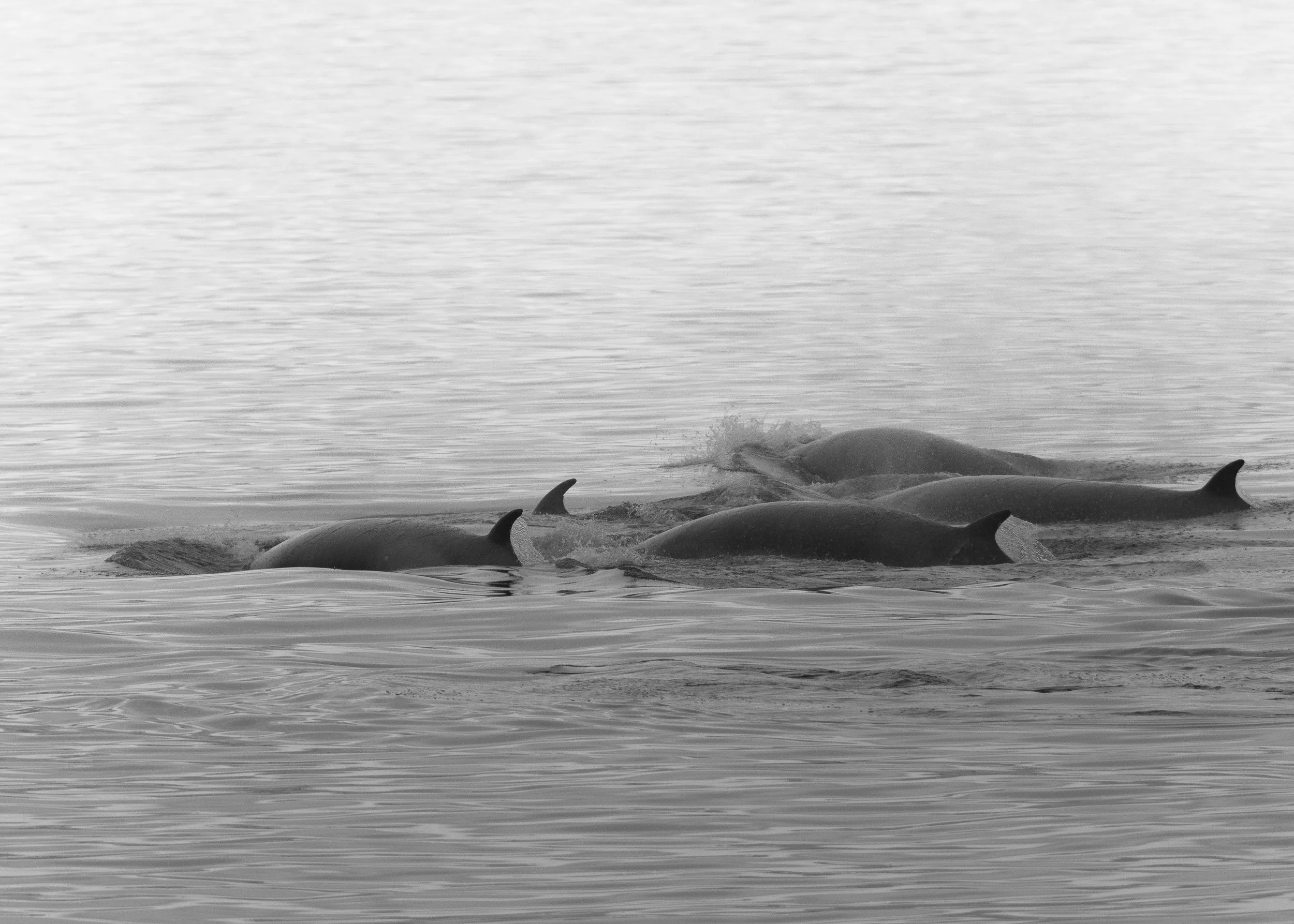 Orca