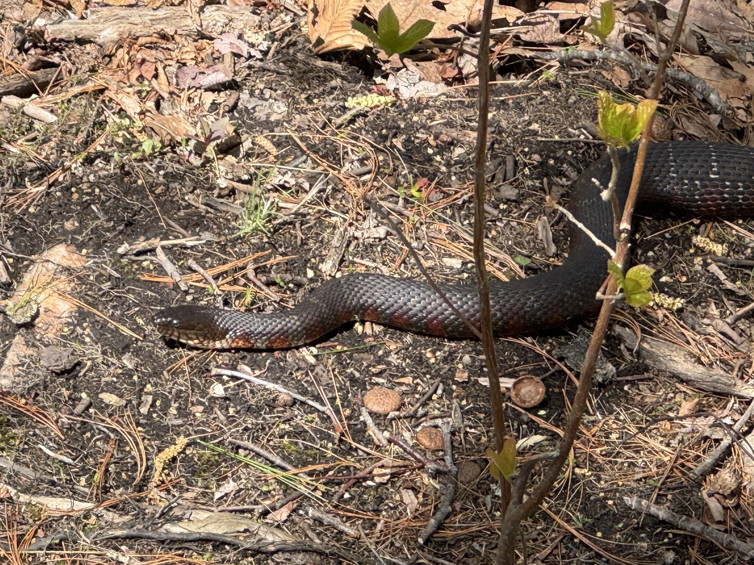 Eastern Racer