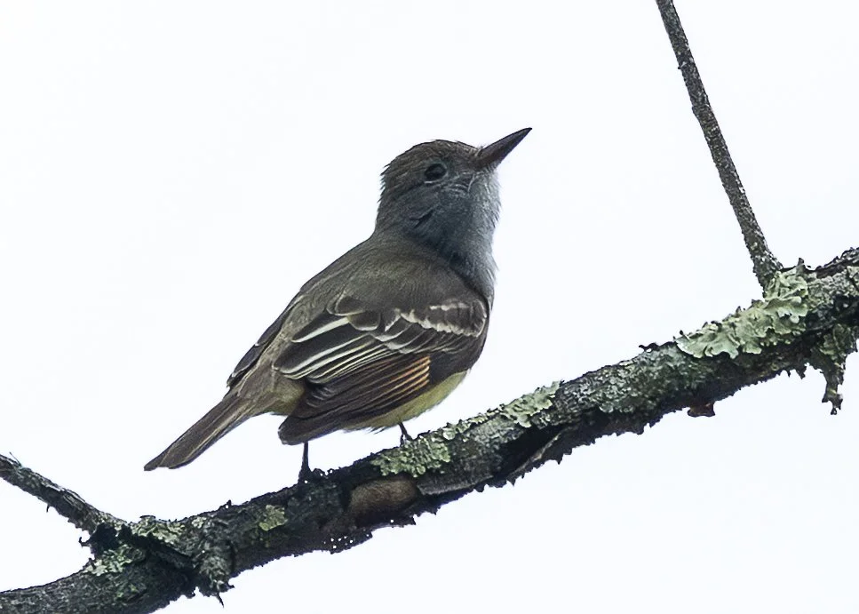 Great Crested Flycatcher