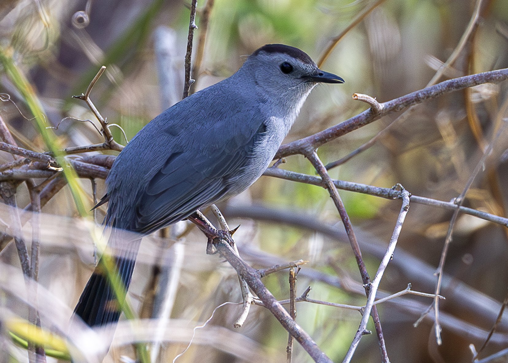 Gray Catbird