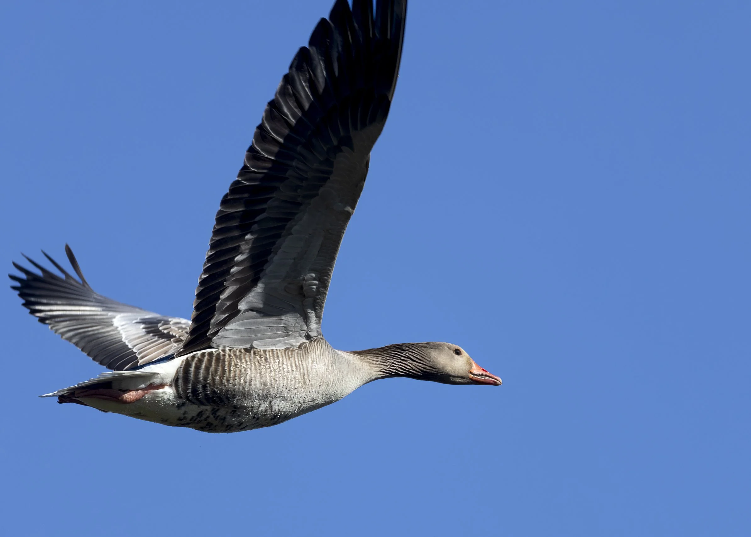 Graylag Goose