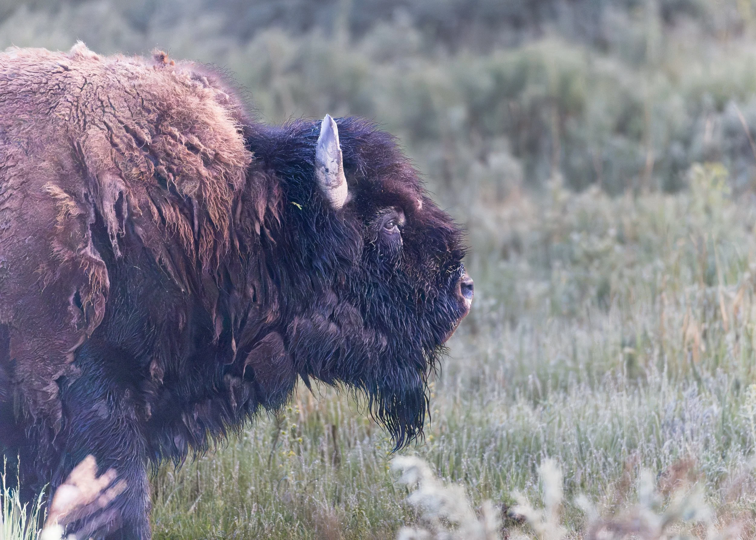 American Bison
