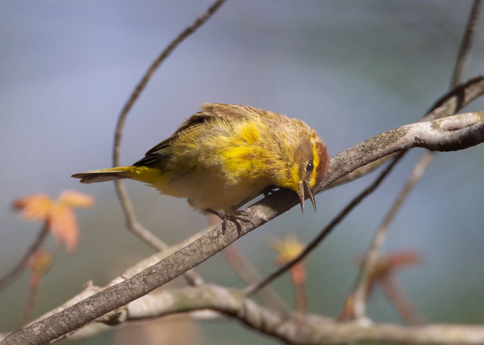 Palm Warbler