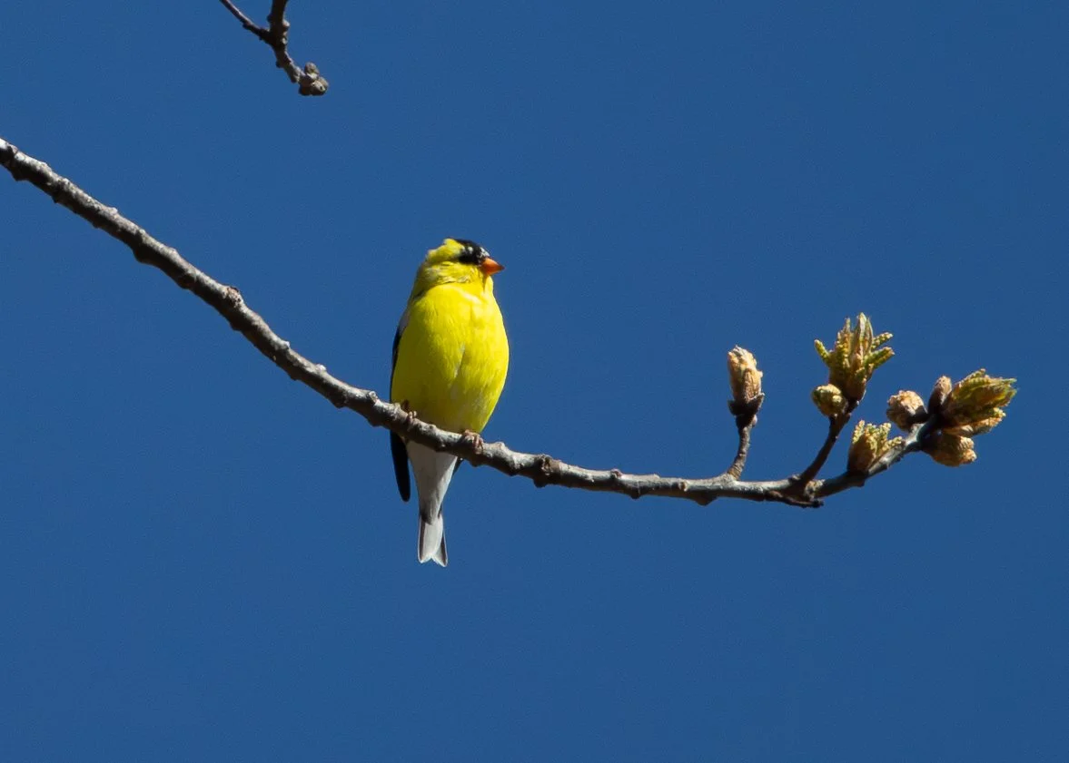 American Goldfinch (male)