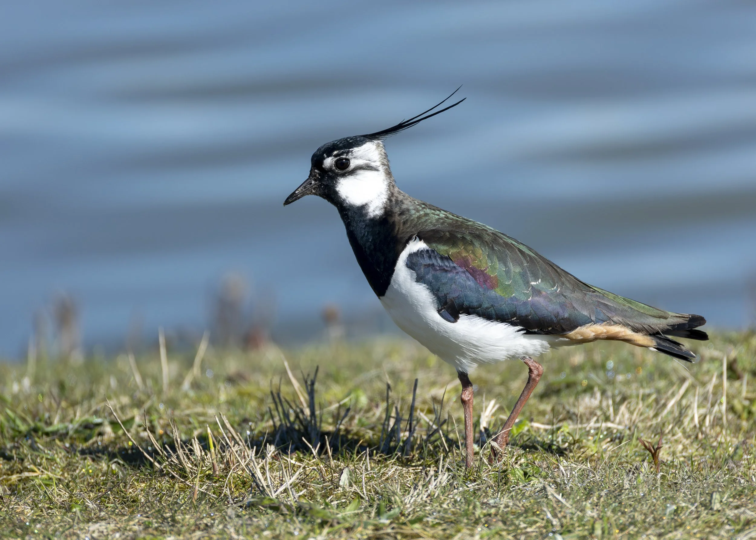 Northern Lapwing
