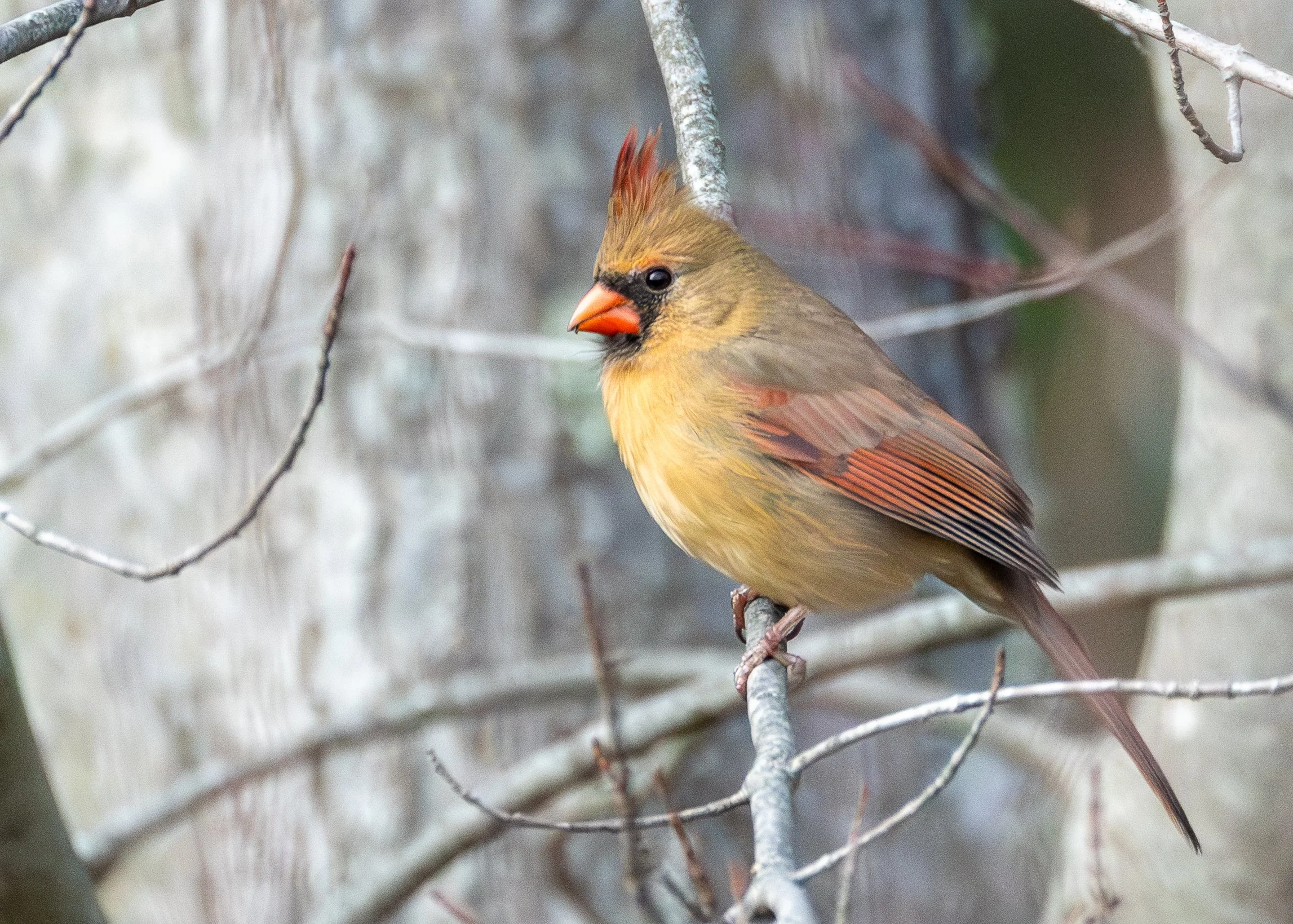 Northern Cardinal (female)
