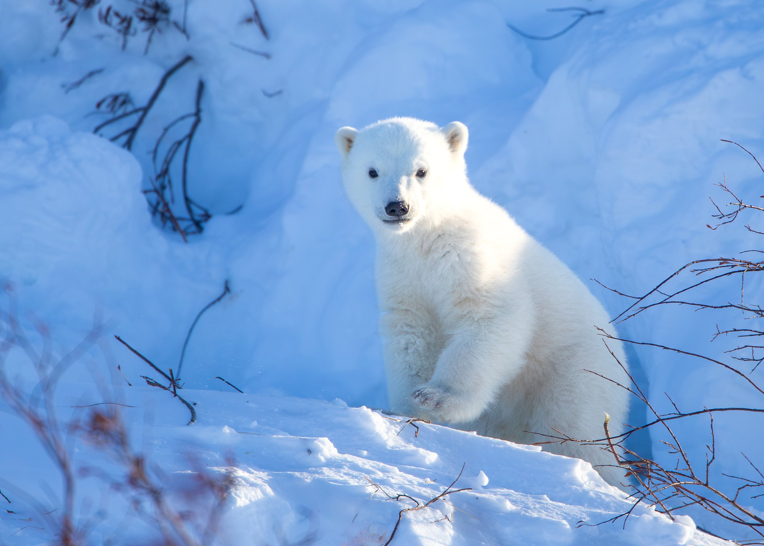 Polar Bear