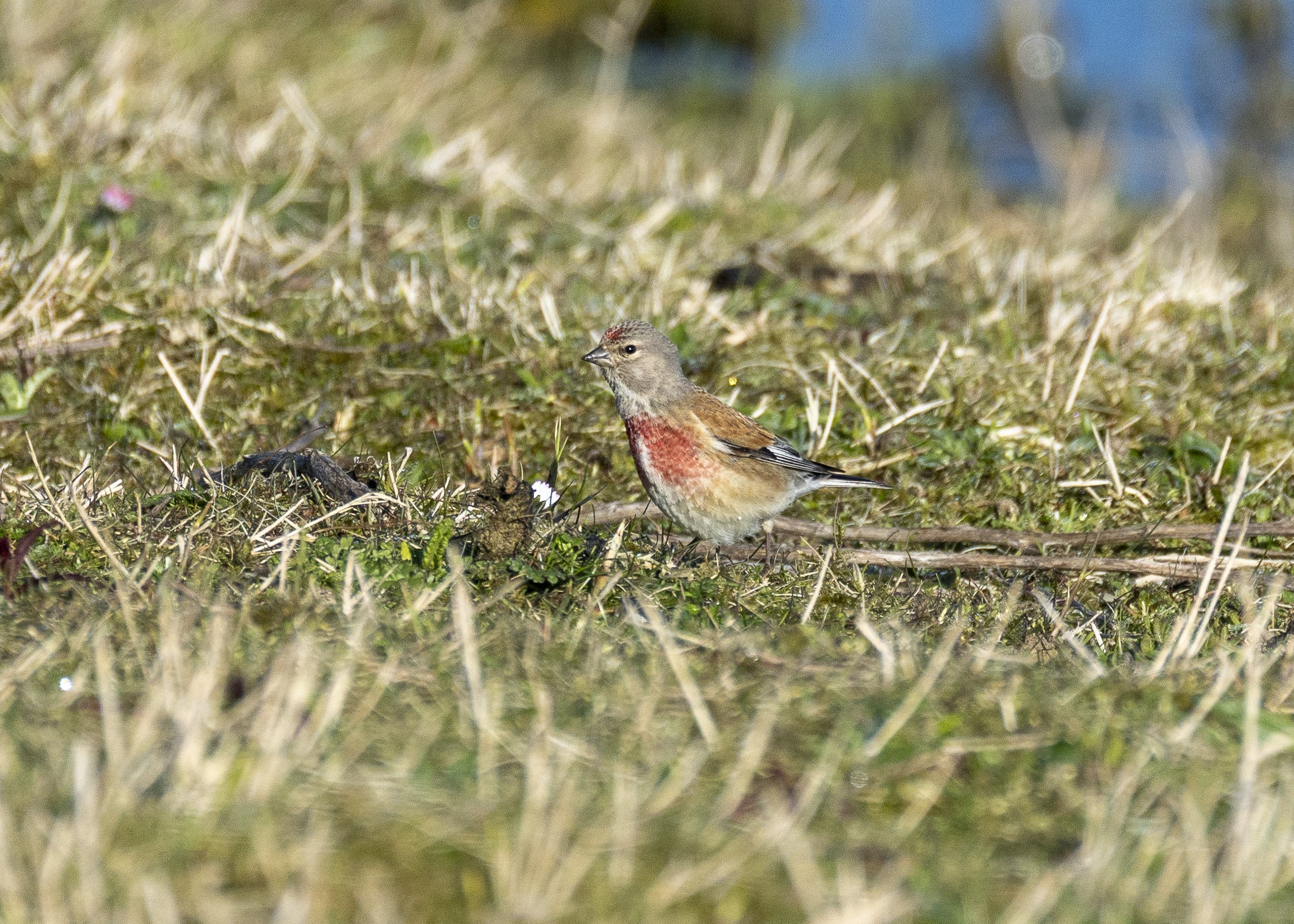 Eurasian Linnet