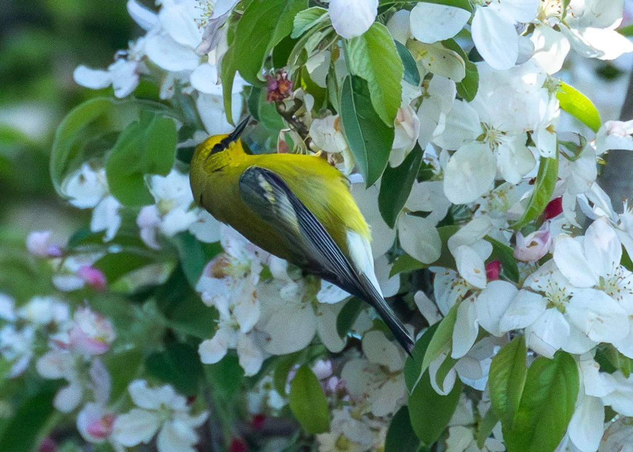 Blue-winged Warbler
