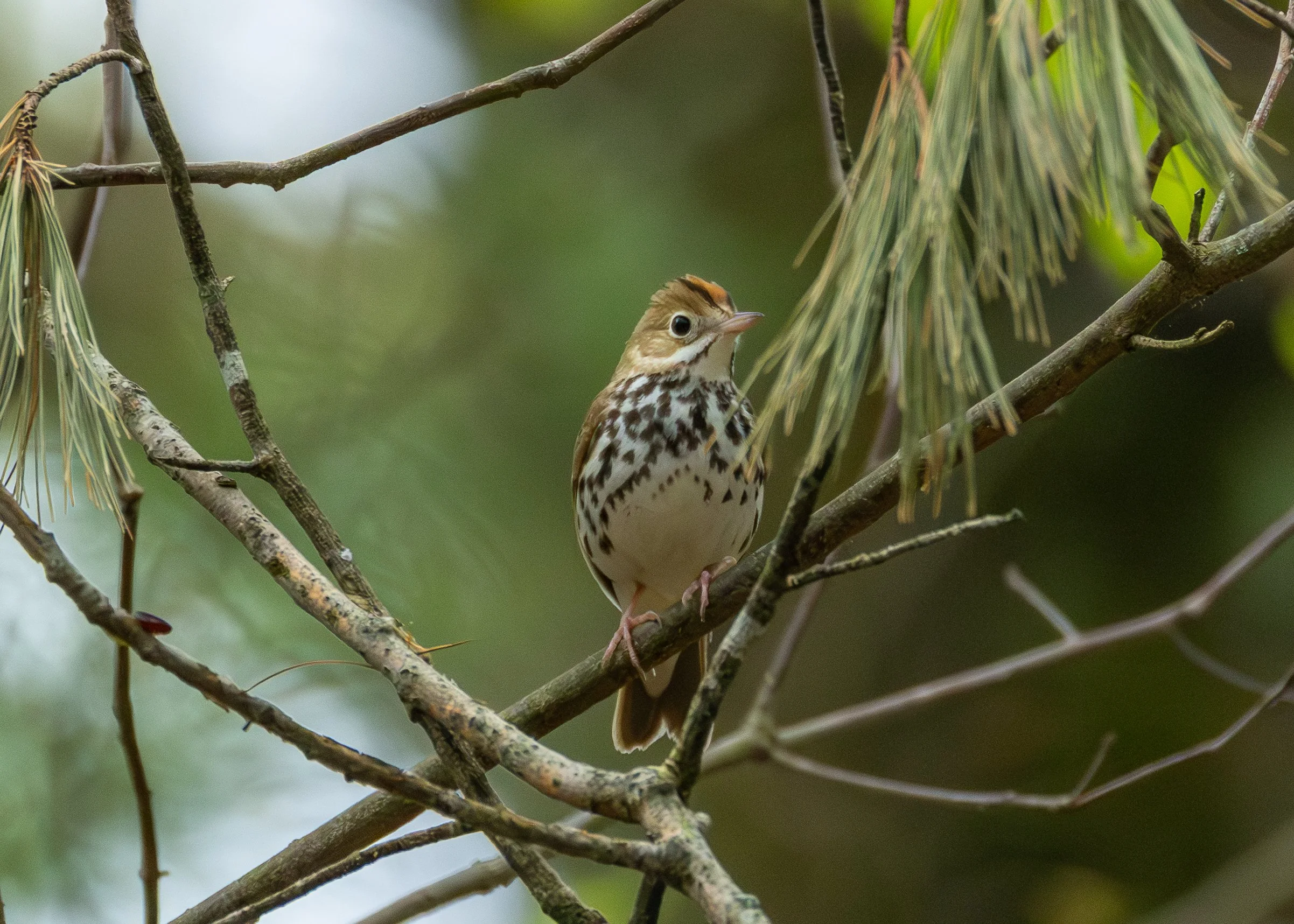 Ovenbird