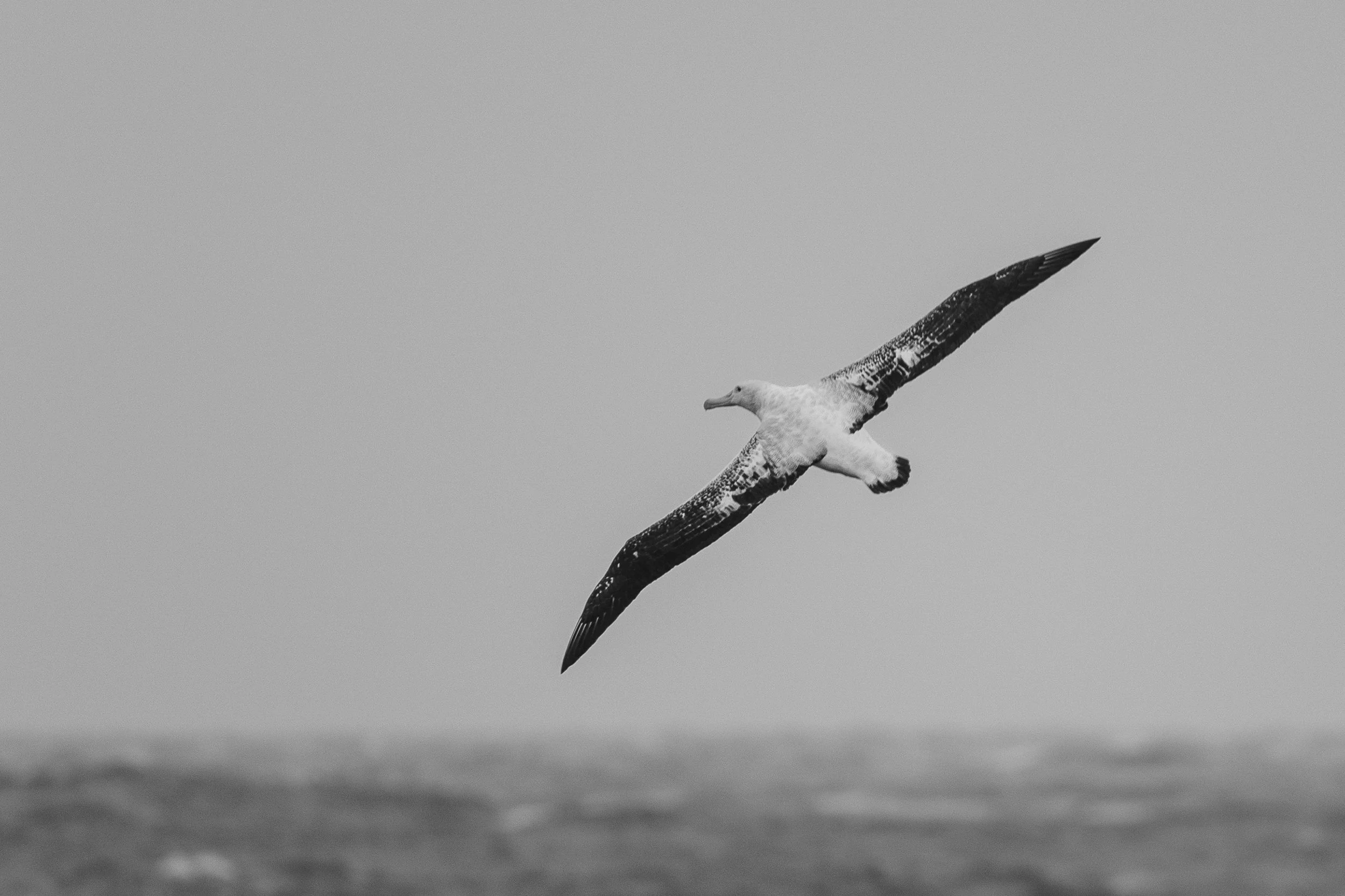 Wandering Albatross