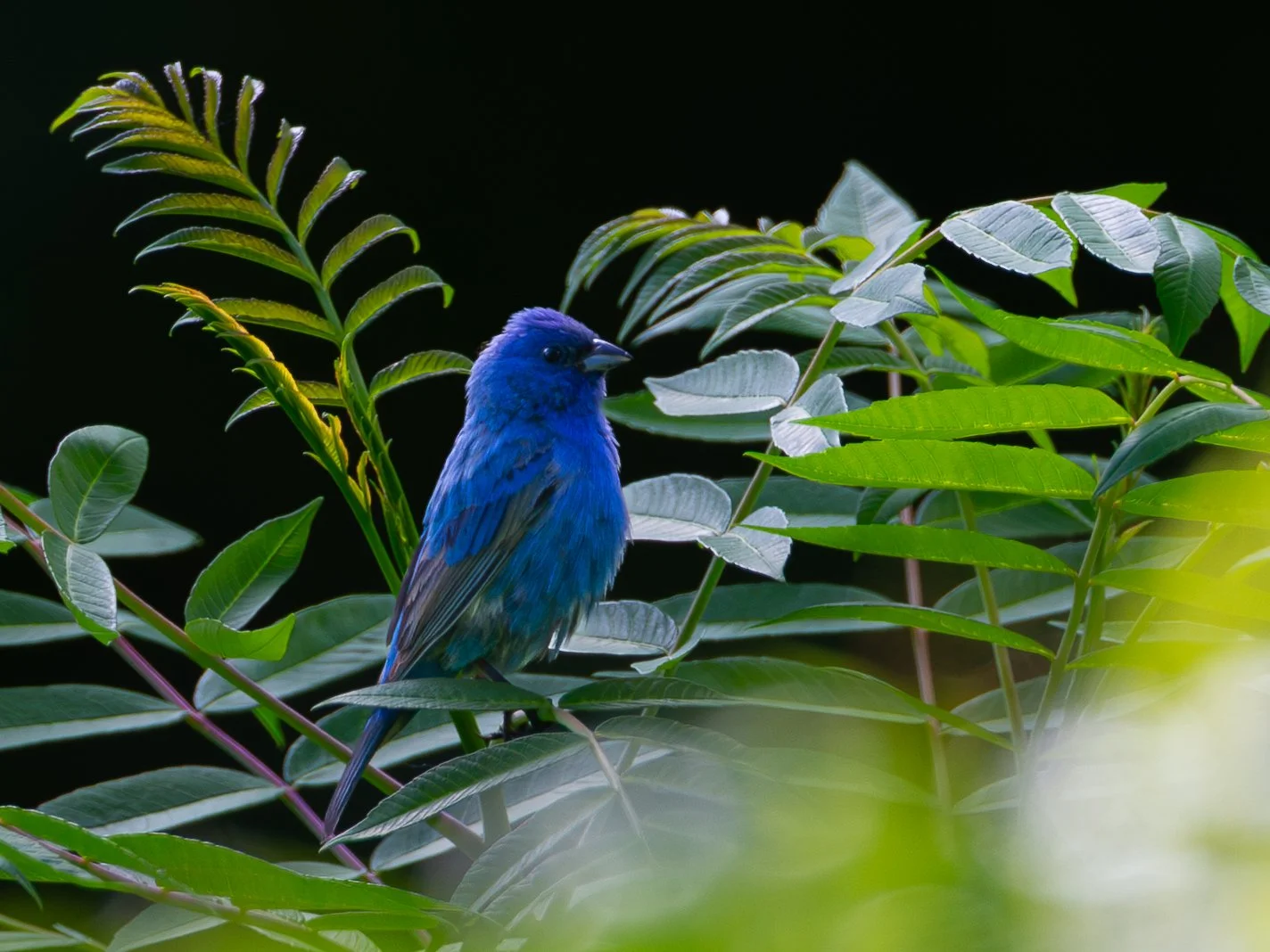 Indigo Bunting
