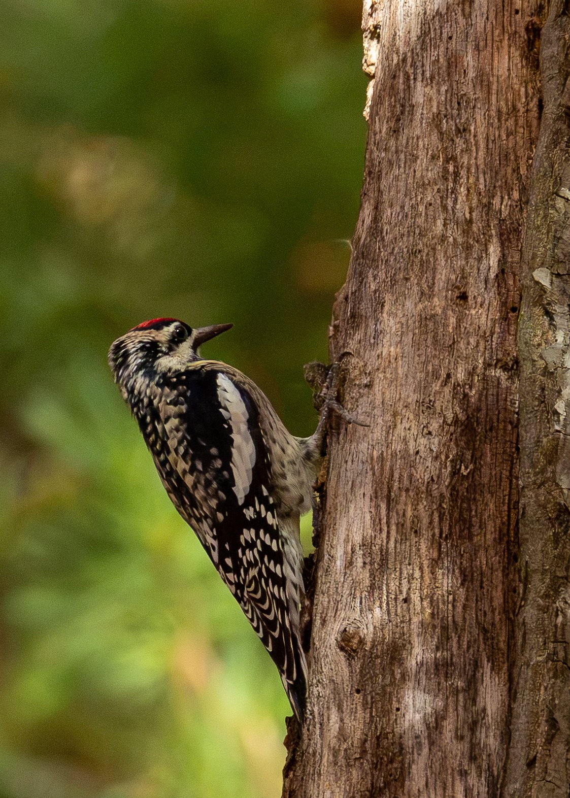 Yellow-bellied Sapsucker