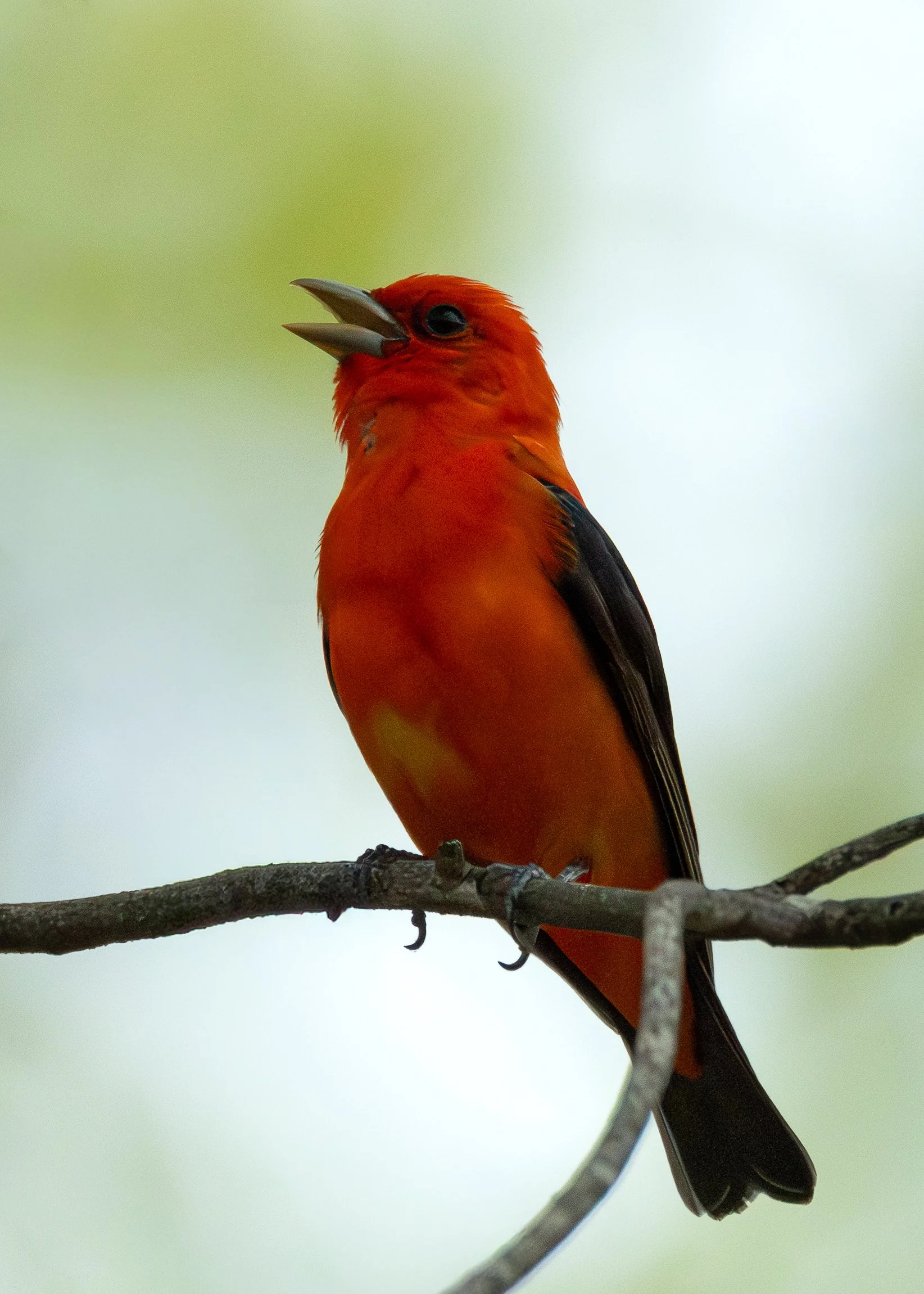 Scarlet Tanager (male)