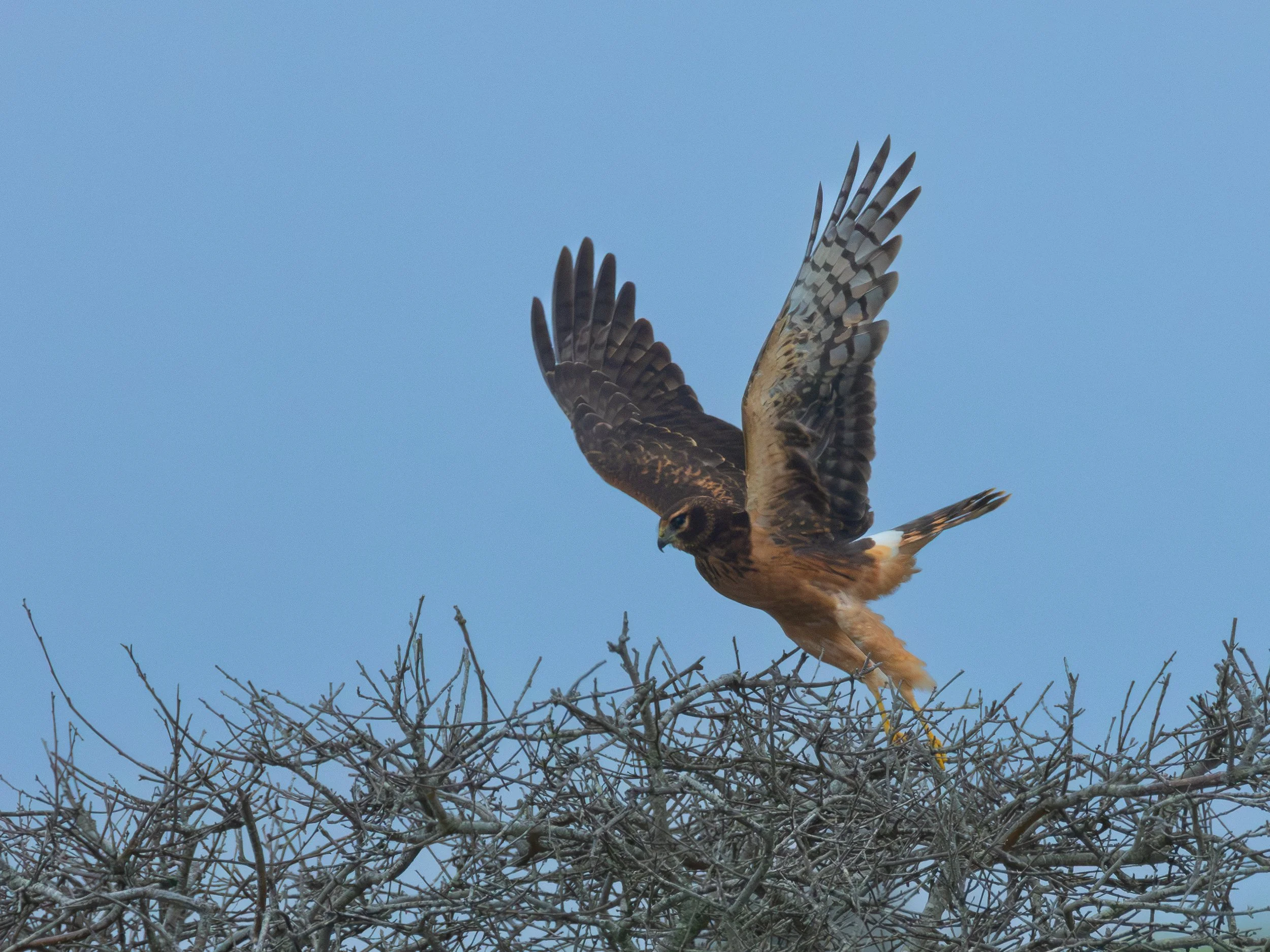 Northern Harrier