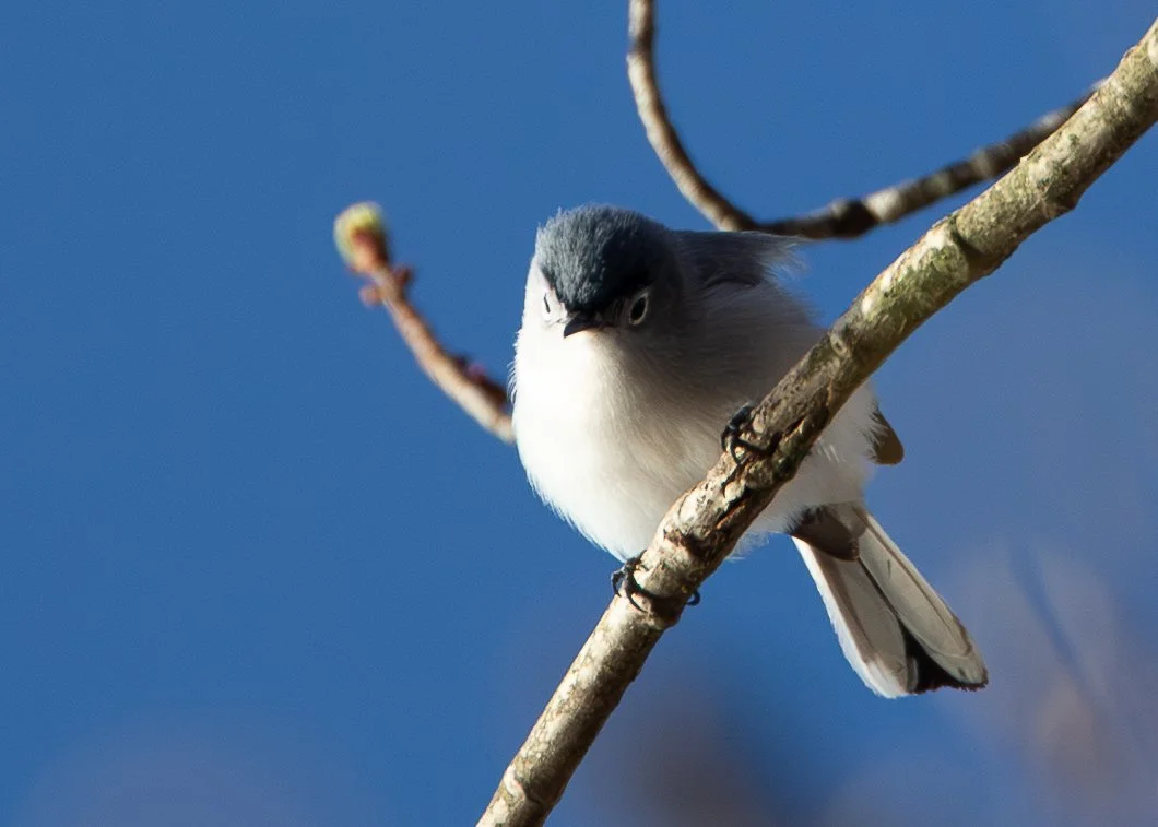 Blue-gray Gnatcatcher (male)