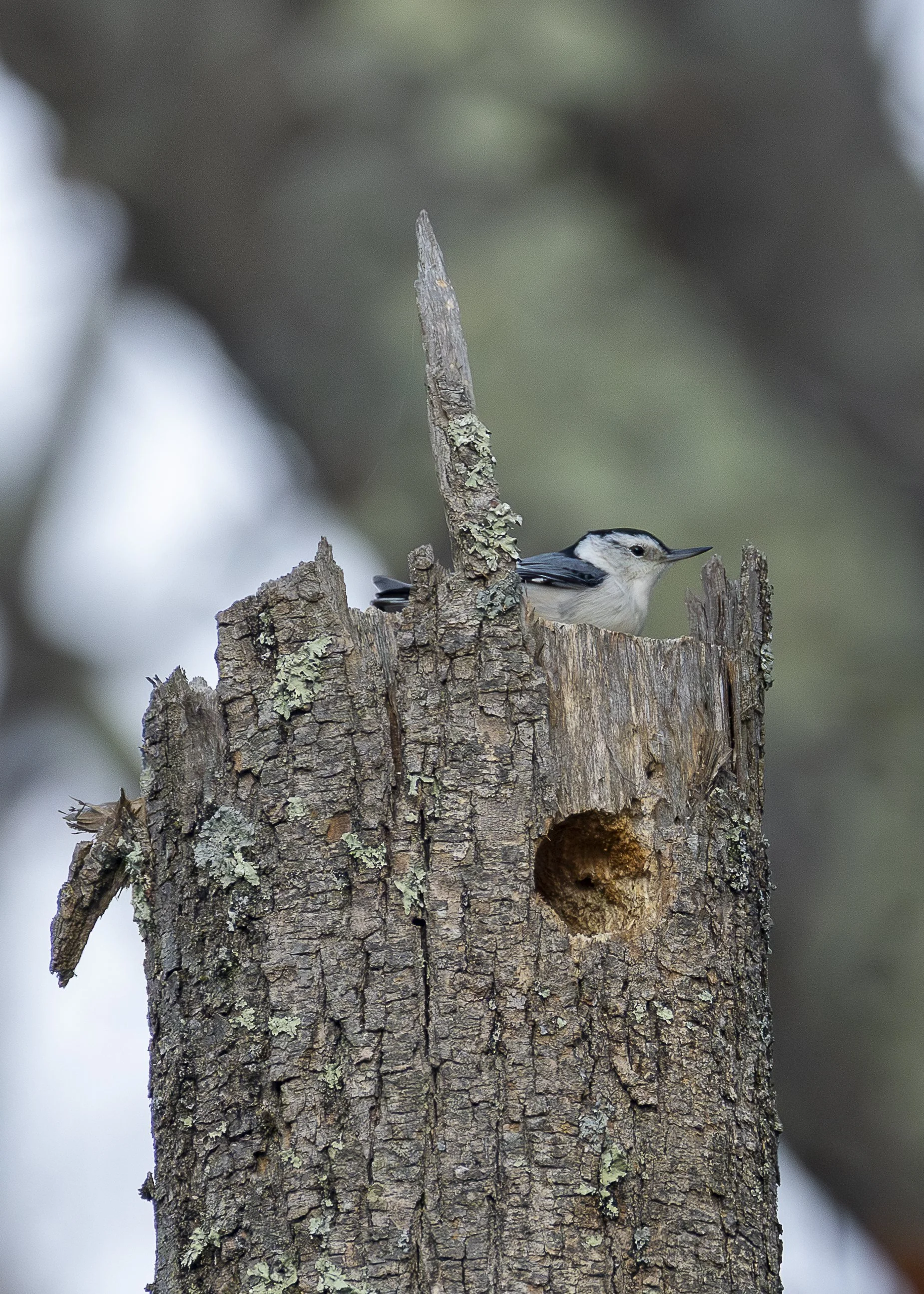 White-breasted Nuthatch